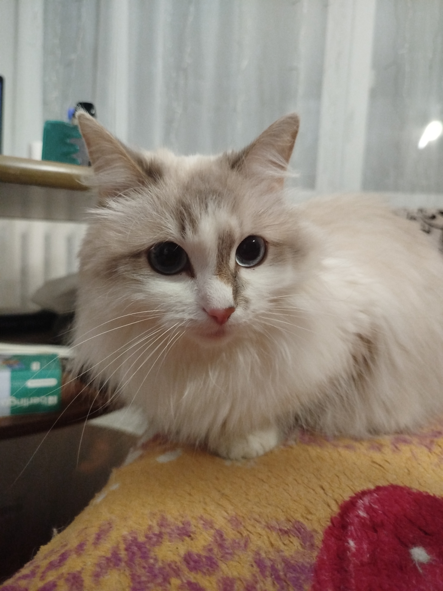 A medium shot, eye-level, vertical, indoor photograph shows a fluffy, light-colored cat with dark eyes and brown and white markings on its face. The cat is looking directly at the camera and is resting on a textured, orange and purple blanket. Behind the cat, a blurred background consists of sheer white curtains and some shelves with various objects. The lighting is dim. The cat's whiskers are prominent.
