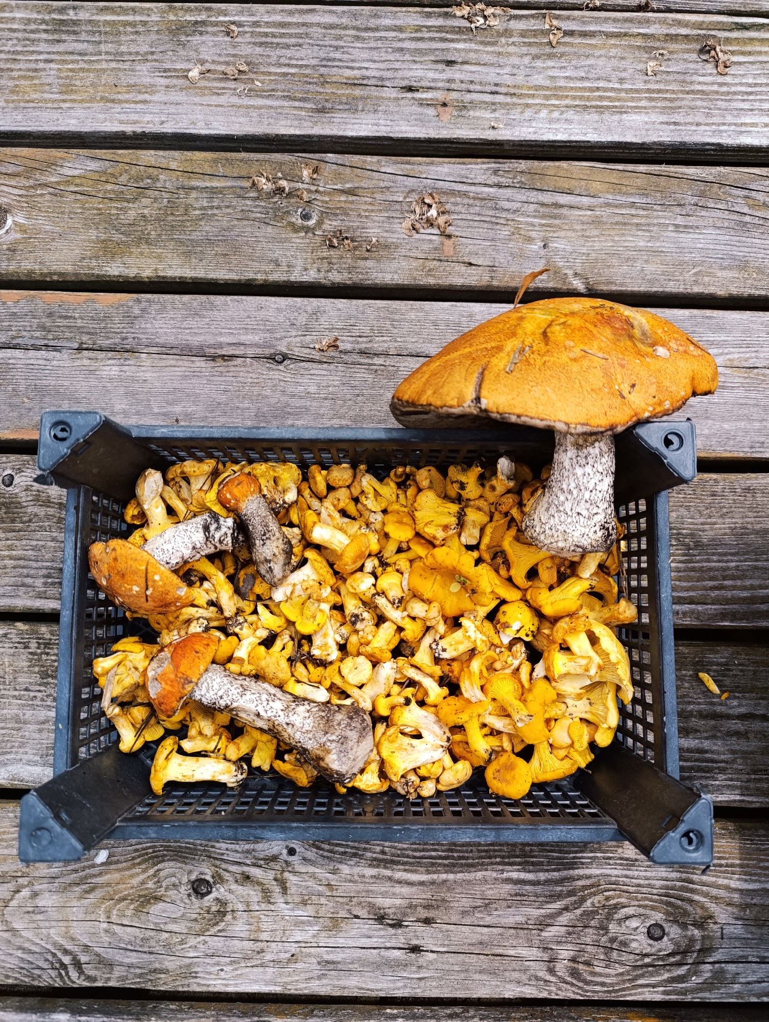 A black plastic crate is filled with chanterelle mushrooms and appears to be placed on a weathered wooden surface, possibly a deck or table. The crate is overflowing with the bright yellow, trumpet-shaped mushrooms. Several larger mushrooms with orange caps and white, speckled stems are placed on top of and around the crate. One of these larger mushrooms, a boletus mushroom, is prominently positioned to the right of the crate, its cap resting on the edge of the wooden surface. The wooden surface is composed of planks with visible grain and knots, and there are a few scattered dry leaves or debris on it. The lighting suggests an outdoor setting during the daytime.