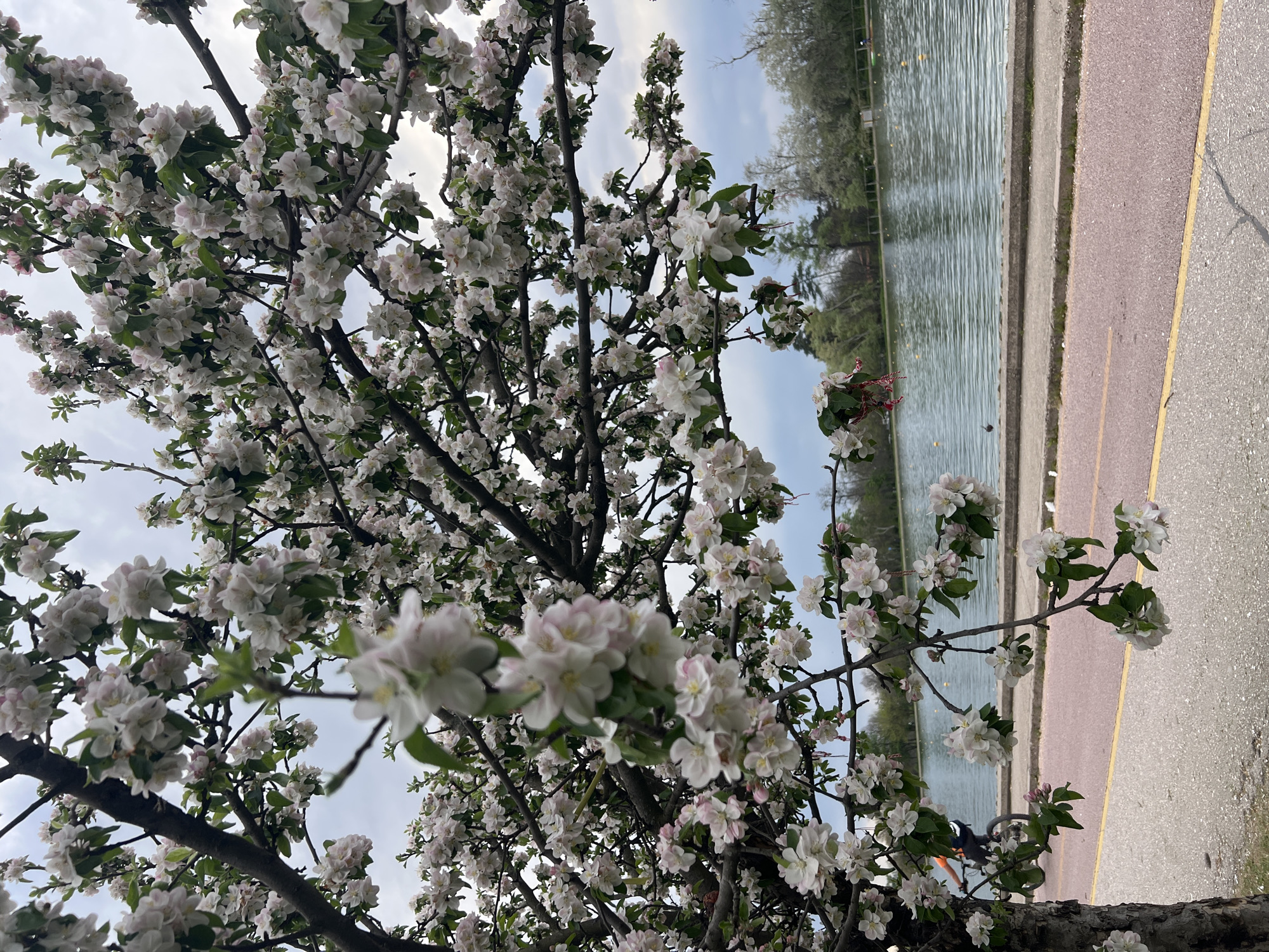 The image captures a vibrant springtime scene dominated by a blossoming tree in full bloom. The tree, likely an apple or cherry varietal, occupies the left and foreground of the frame, its dark branches densely covered with delicate white flowers, many displaying subtle pink centers, interspersed with light green leaves. The bright, overcast sky is visible through the tree's canopy.
In the mid-ground, a calm body of water extends horizontally, its surface reflecting the light sky and showing gentle ripples. Several small, round yellow buoys are scattered across the water. The opposite bank is lined with green trees.
To the right of the water, a paved area suggests a path or road. It is composed of two sections: a reddish-brown strip closer to the water, and a lighter grey asphalt section further right. A clear yellow line divides these two paved areas. A portion of a dark-colored bicycle frame is subtly visible near the base of the tree, adjacent to the paved path.
The scene depicts a peaceful daytime setting, likely in a park or recreational area beside a waterfront, capturing the height of spring bloom. There is no visible text.