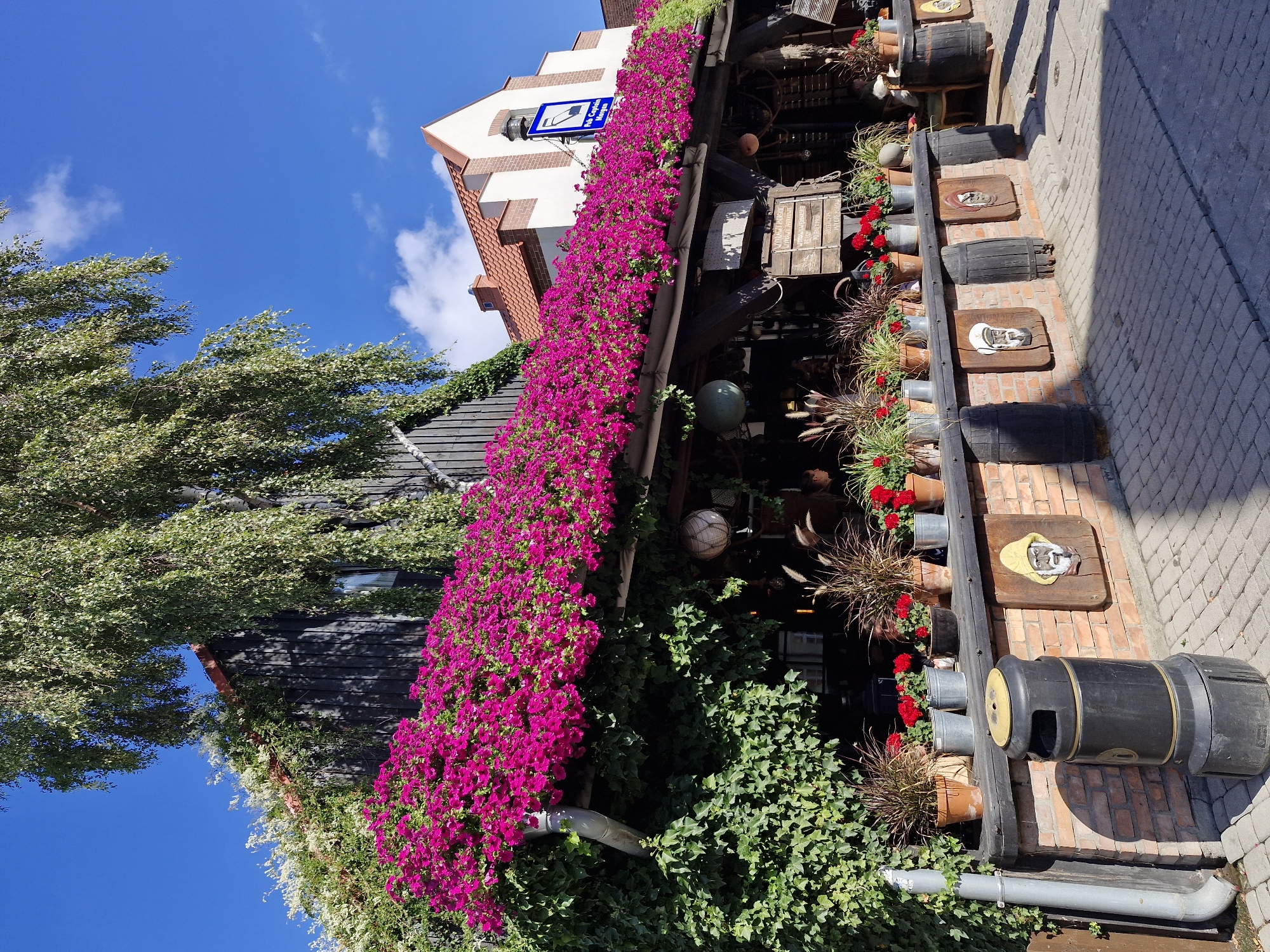 The image depicts the exterior of a building in Hel, Poland, likely a pub or restaurant, with a vibrant display of pink petunias cascading over a roof overhang. The building has a dark wooden facade and a red-tiled roof, with a white building with red trim visible to the right. A large tree with green leaves shades part of the scene. In the foreground, a brick wall supports a dark wooden counter adorned with potted plants, including ornamental grasses and red flowers. Various wooden barrels and decorative wooden carvings of faces are also present. A black trash can with a yellow lid stands near the left side of the frame. The ground is paved with grey cobblestones. The sky is a clear blue with a few white clouds. A blue sign with white lettering indicating "Pub Captain Morgan" is mounted on the white building.