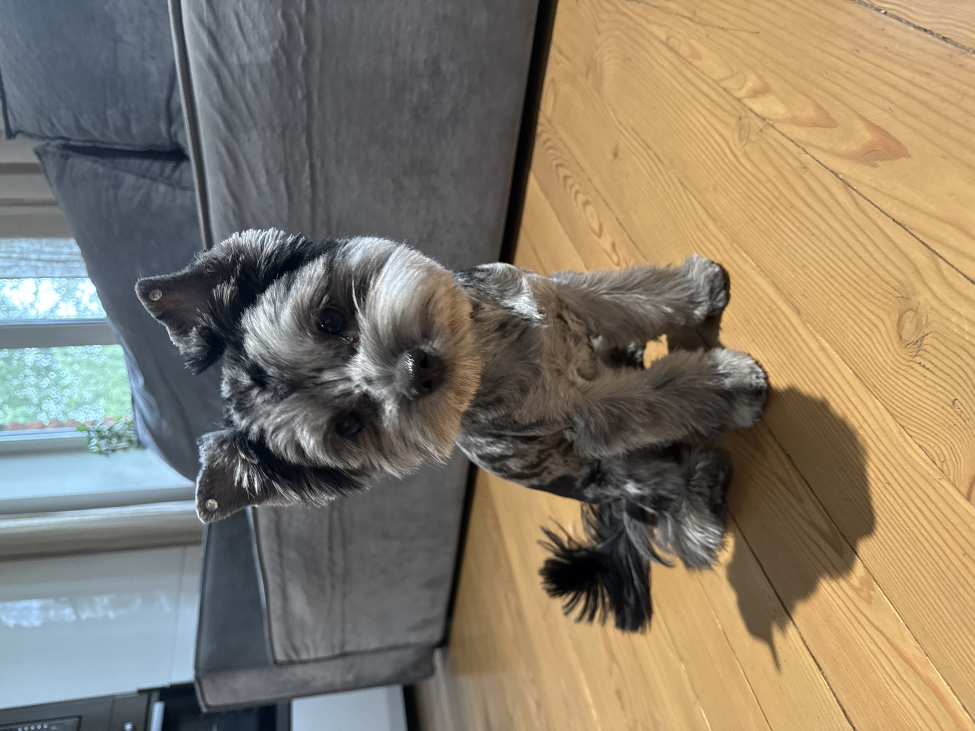 A small, grey-and-black fluffy dog with upright ears and a bushy tail sits on a wooden floor. The dog is looking directly at the camera. In the background, a large grey couch is visible. The scene appears to be indoors, likely a living room. The image does not contain any information that would suggest a location in the city of Chaikovsky, Russia.