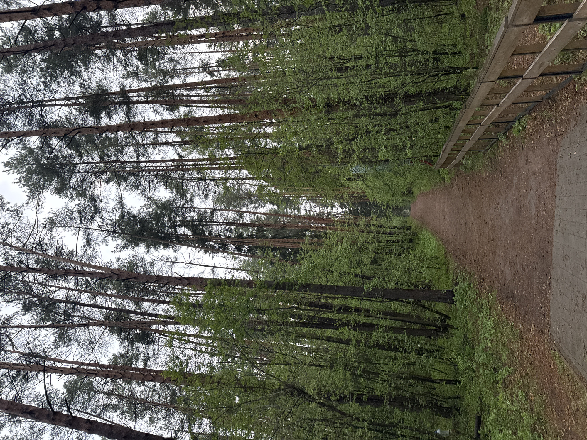 A forest path with tall trees on both sides. The path is dirt and leads into the distance. On the right side of the path is a low wooden fence. The trees are a mix of deciduous trees with fresh green leaves and tall evergreens. The sky is overcast. The location is likely in Votkinsk, Russia. No people are visible.