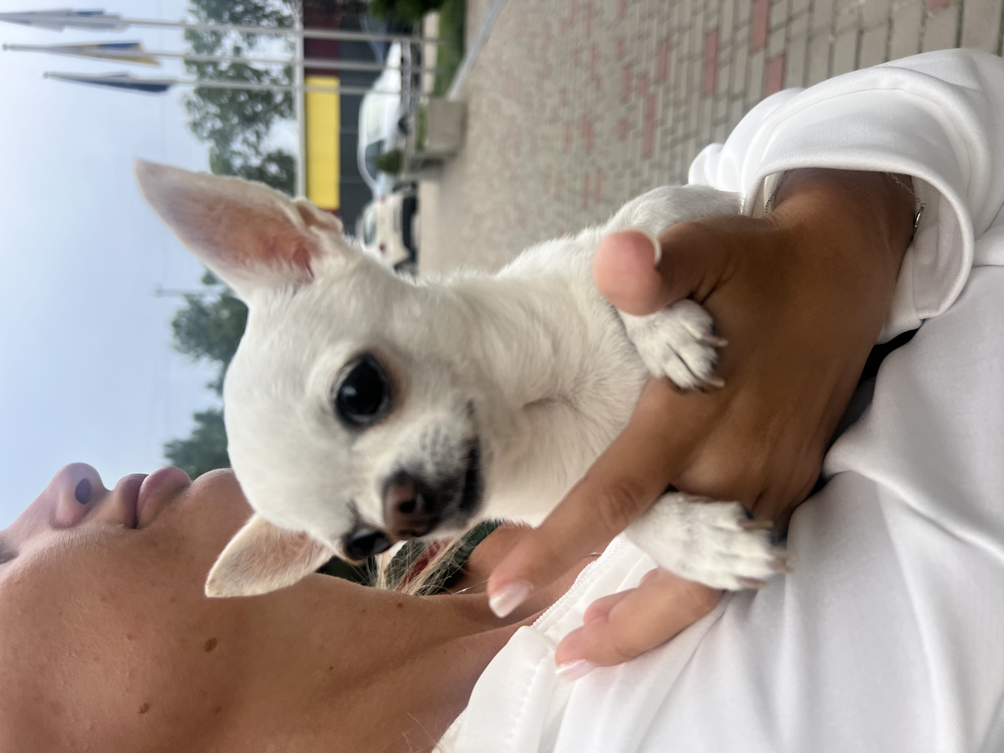 A person is holding a white chihuahua dog in their arms. The dog is looking towards the camera with its ears perked up. The person is wearing a white hoodie. The background shows a street with cars and flags. The location is the city of Kryzhanivka, Ukraine.
