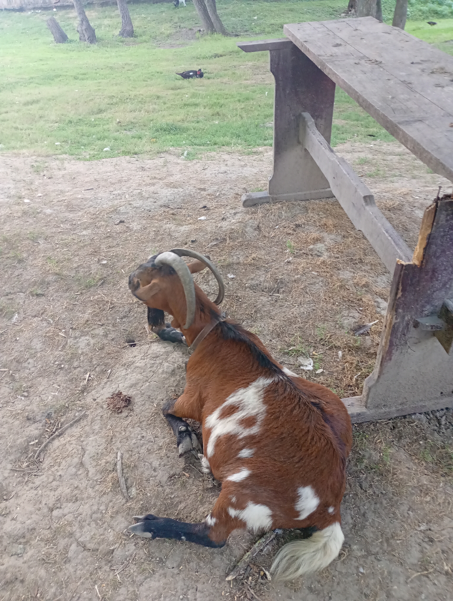 A brown and white goat is lying on dry, dusty ground near a rustic wooden table with concrete legs. The goat is facing to the left, with its head turned slightly towards the camera. Its horns are curved and appear to be made of bone. The goat's fur is short and appears to be a mix of brown and white patches. Its legs are tucked beneath its body, and its tail is white and fluffy. In the background, there is a grassy area with some trees and a duck swimming in the distance. The scene appears to be outdoors, possibly in a rural or farm setting. This image was taken in the city of Devnya, Bulgaria.