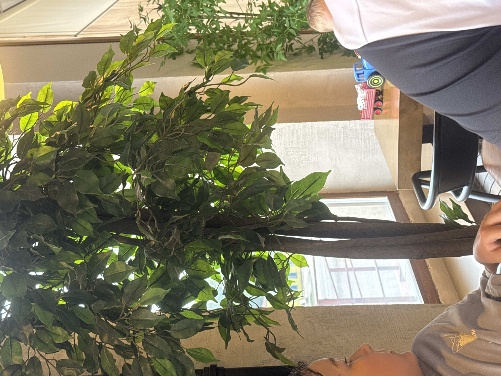 The image captures an indoor scene, likely a cafe or restaurant, featuring a large artificial ficus tree as the central element. The tree's dense green foliage fills much of the frame, with sunlight filtering through the leaves, creating bright highlights. To the left, the profile of a person wearing a gray sweatshirt with a cartoon-like drawing is visible. The person appears to be looking towards the right. In the background, a window shows a view of what appears to be a street or outdoor area with some yellow buildings. On a wooden table in the mid-ground, a toy tractor with a red trailer carrying white objects is placed. To the right, the back of another person's head, with blond hair, wearing a white and black garment is visible. The overall environment suggests a casual, indoor setting with natural light. There is no discernible information within the image to indicate the specific location in the city of Kokshetau, Kazakhstan.