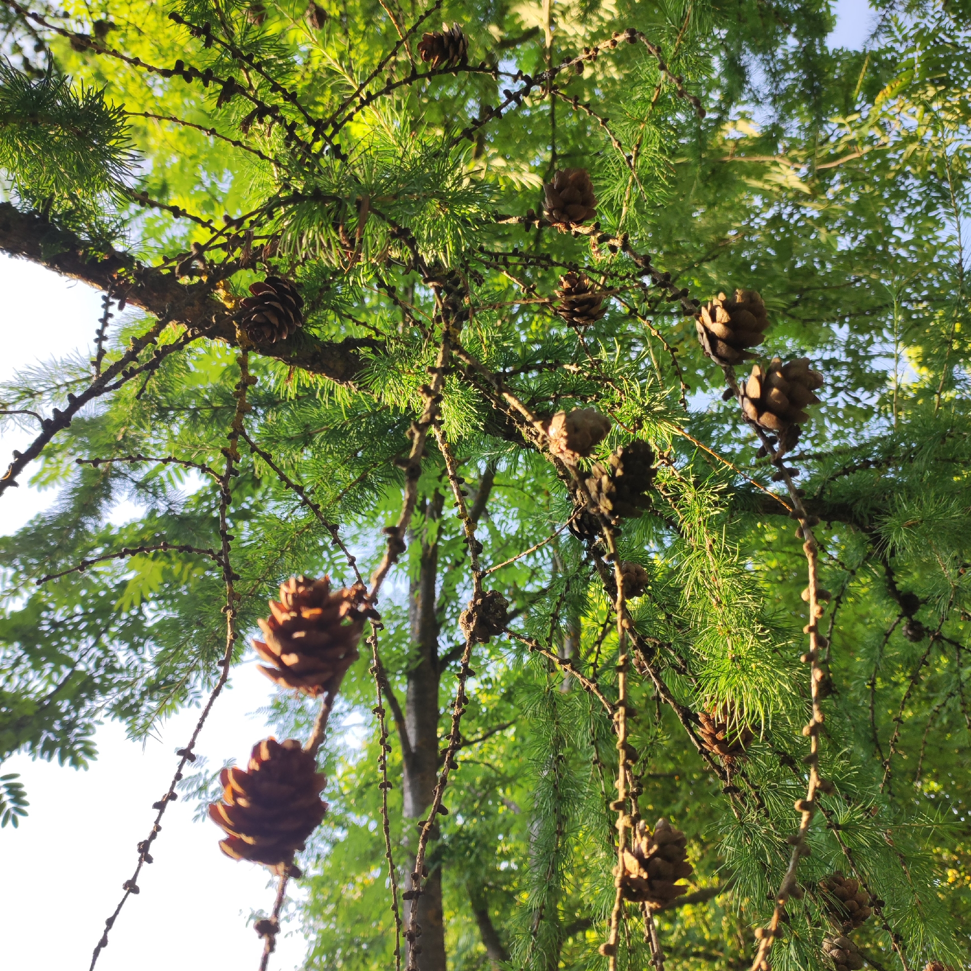 This is a close-up, low-angle, outdoor shot of a coniferous tree branch with numerous pinecones. The pinecones vary in size and maturity, with some appearing darker and more developed, while others are smaller and lighter. The branch is covered in vibrant green needles, which are backlit by what appears to be the sun. The background is a blur of more green foliage and a bright, possibly overcast, sky. The overall impression is of a serene, natural setting in a forest or park. Given the location context of Sosnovo, Russia, this scene likely depicts a scene during late summer or early autumn when pinecones are prominent. There is no visible text in the image.