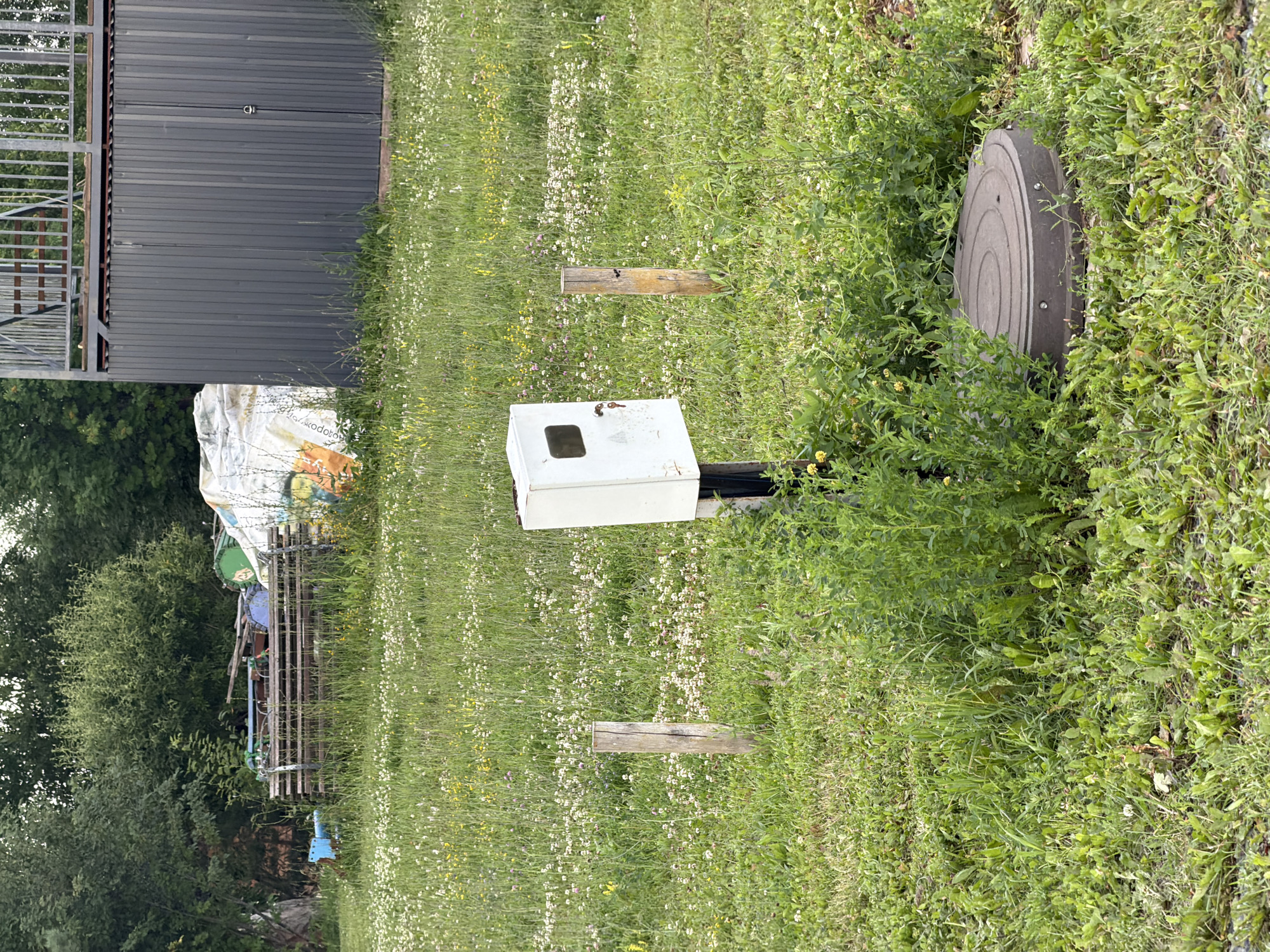 A white box, likely a weather station or monitoring device, stands amidst a field of green grass dotted with small white and yellow wildflowers. The box is rectangular with a small, dark window or opening on its front. A dark metal pole supports the box. A wooden plank lies horizontally in the grass a short distance in front of the box. To the right of the box, a circular, textured, grey cap, possibly a manhole cover, is partially obscured by tall grass. In the background, a dark corrugated metal structure with a silver door handle is visible to the left. A white tarp with some colorful markings is draped over some unseen objects behind the metal building. Further left, dense green trees form a natural backdrop. The scene appears to be outdoors in a rural or semi-rural setting. The lighting suggests it is daytime, likely late afternoon given the angle of shadows, and the weather appears fair and warm, conducive to the growth of wildflowers. The overall impression is one of a functional device placed in a natural, somewhat unkempt environment.