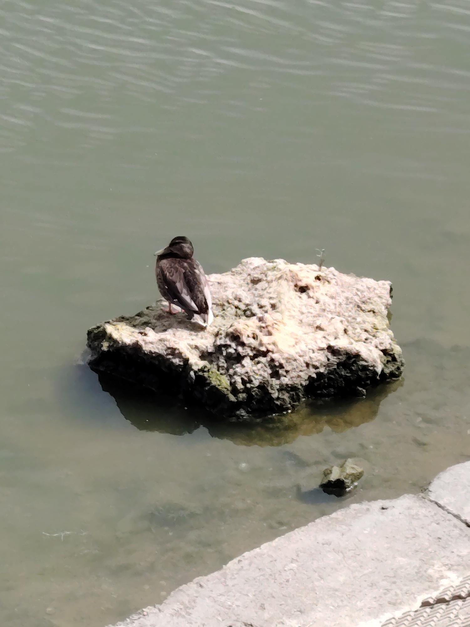 A lone duck stands on a small, rocky island in a body of water. The duck is dark brown with lighter markings on its tail feathers. The island is covered in light-colored, porous material. The water is a murky green-gray and appears to be calm. In the foreground, a concrete embankment is visible. The scene suggests a natural or semi-natural environment within an urban setting. The location is identified as Astana, Kazakhstan.