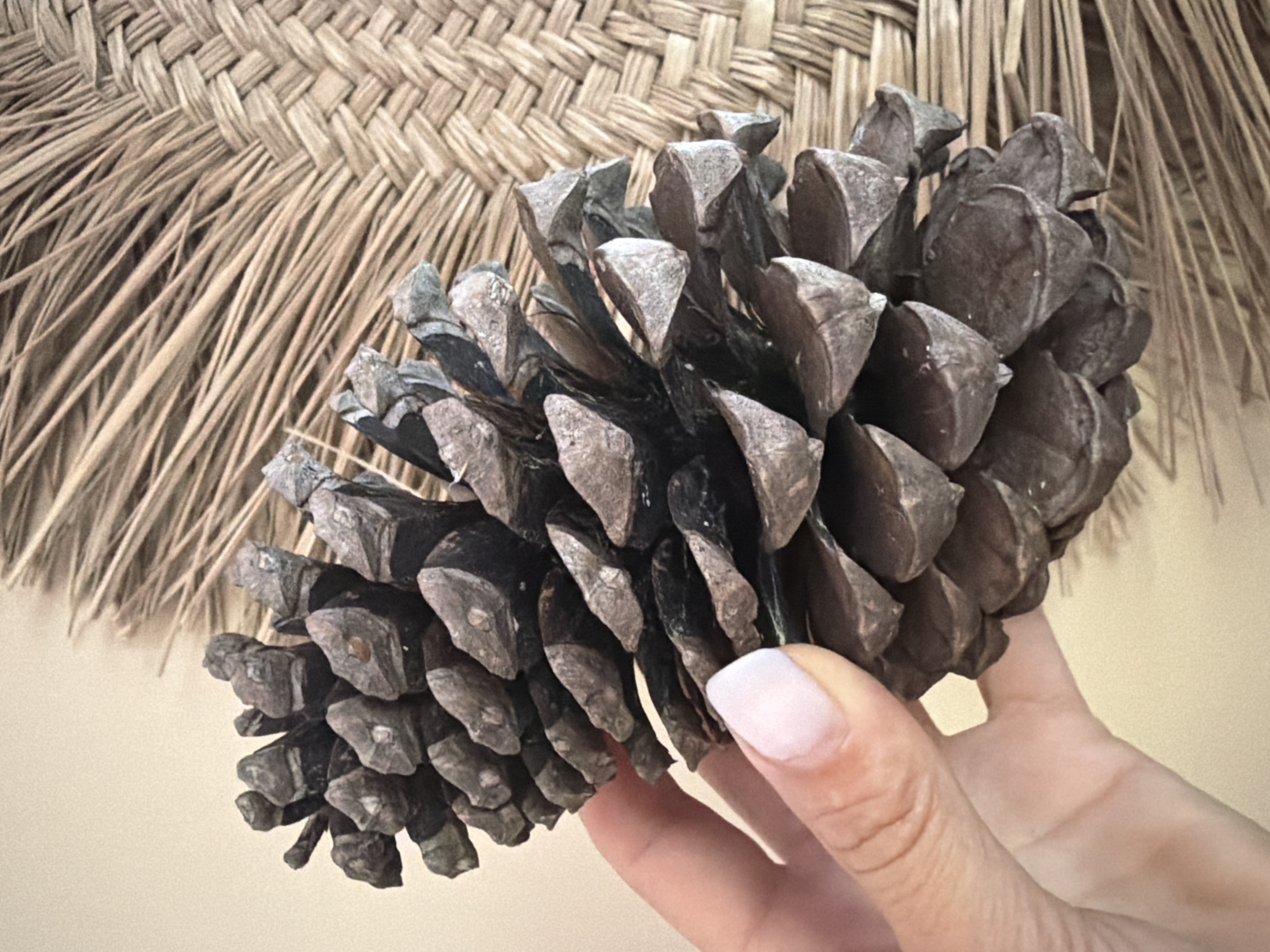 A hand with a white manicure holds a large, dark brown pinecone. The pinecone is positioned diagonally across the frame, with its base towards the bottom left and its tip extending towards the top right. The scales of the pinecone are detailed and layered. Behind the pinecone and to the right, a woven, straw-like material with fine, parallel strands is visible. The background on the left is a plain, light beige color. There is no indication of a specific city or location.