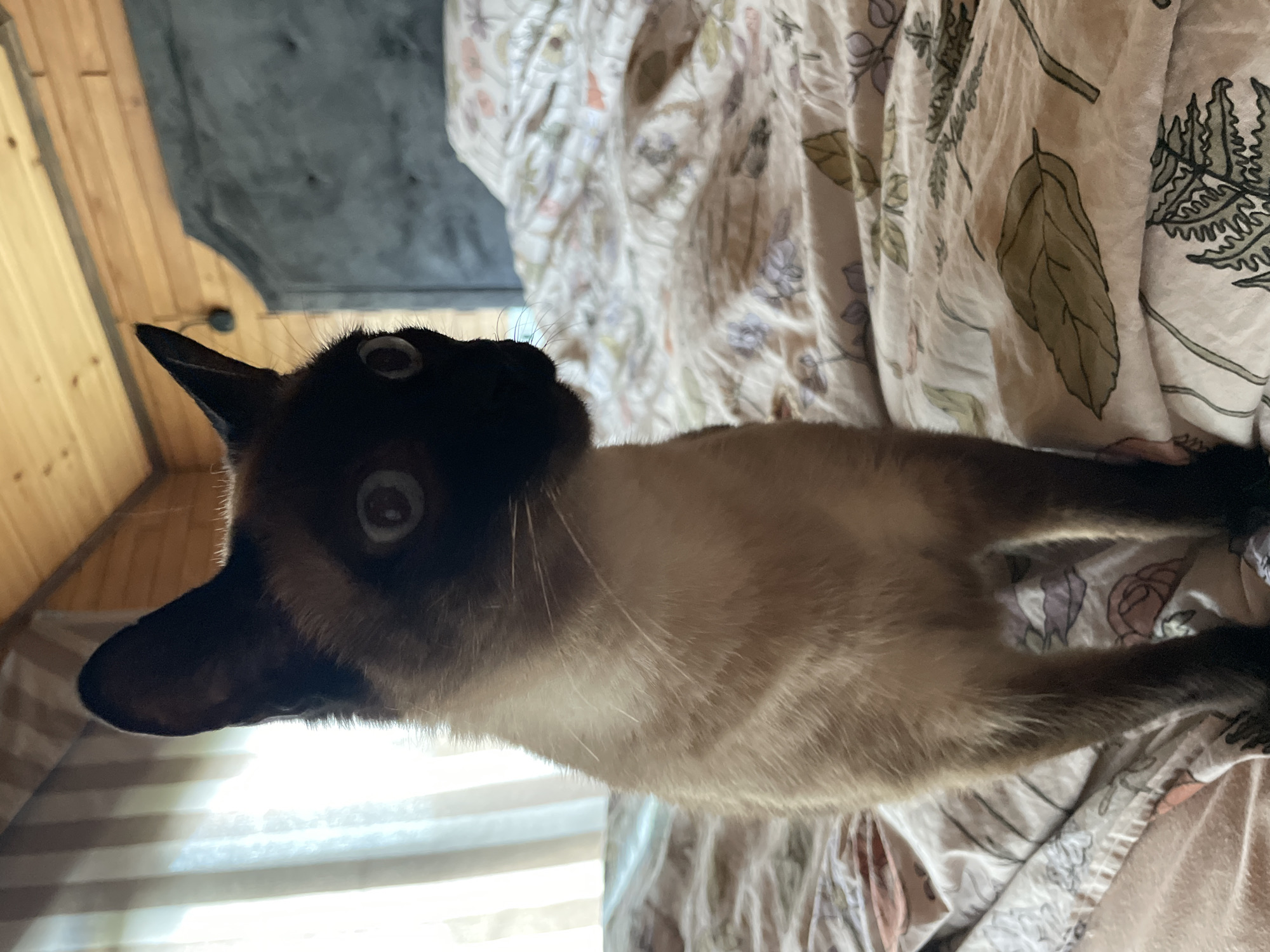 A Siamese cat is lying on a bed with floral patterned sheets. The cat is looking upwards. The background includes a wooden wall, a window with light coming through, and a gray blanket. The location is potentially Solov'evka, Russia.