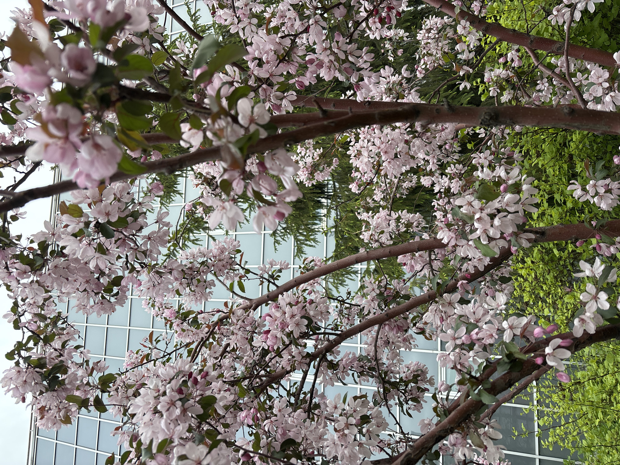 The image shows a tree in full bloom with light pink blossoms. The tree branches are brown and intertwined, creating a canopy. In the background, the facade of a modern building with large, square windows is visible, as well as some greenery. The photo was taken in Moscow, Russia.