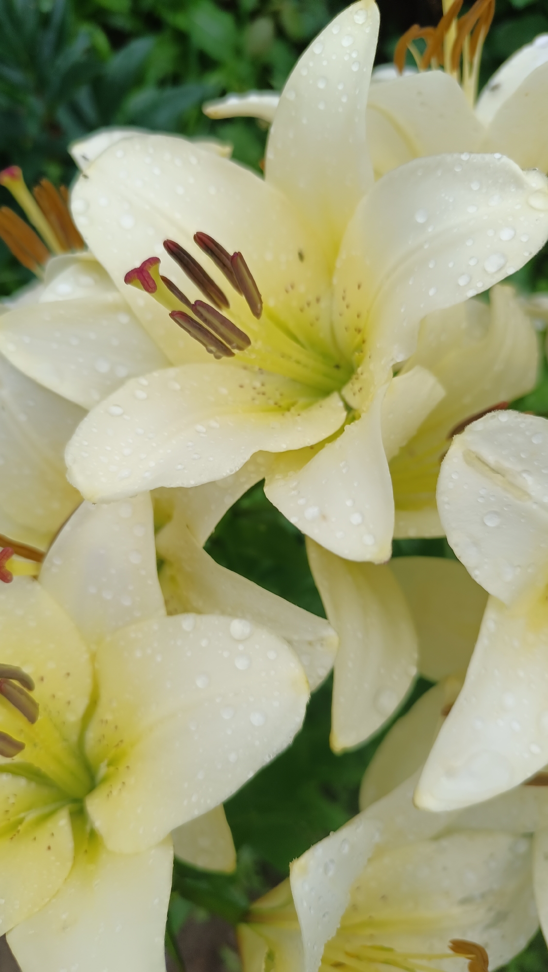 The image displays a close-up view of several pale yellow lilies covered in water droplets. The lilies have prominent dark brown stamens tipped with red. The background is a soft blur of dark green foliage. The lighting suggests an overcast day, and the overall mood is one of natural beauty and freshness after rain. The image was taken in the city of Karsha, Russia.