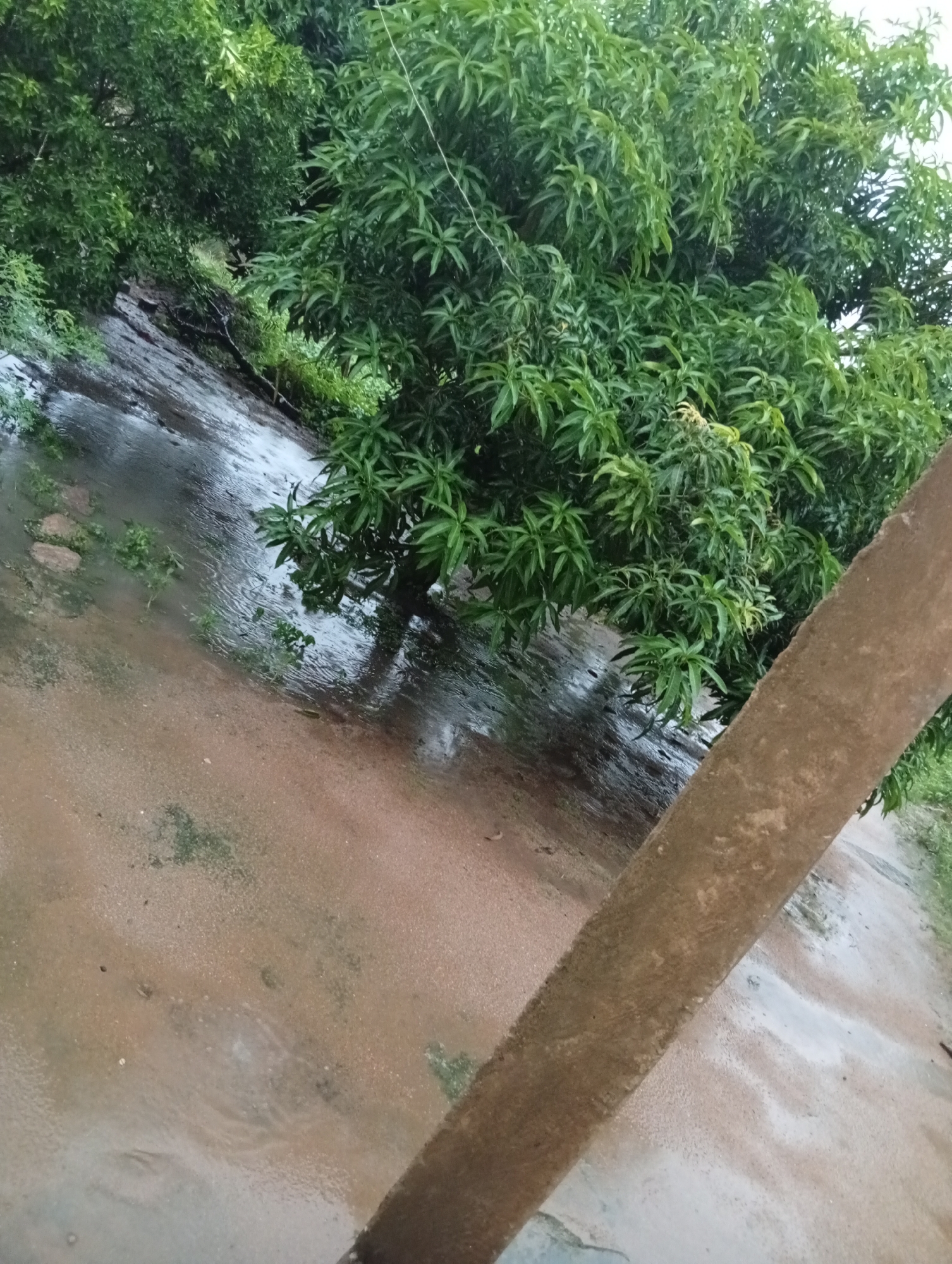 A tilted shot captures a roadside in Jalingo, Nigeria, after rainfall. A substantial, rough-textured, brownish log lies diagonally across the foreground, obscuring much of the right side of the frame. Behind it, a muddy, wet surface reflects the overcast sky and the surrounding greenery. The ground appears to be a mixture of dirt and water, with some small rocks and sparse patches of grass visible. On the left, a dense cluster of lush green trees with dark foliage dominates the background, suggesting a tropical or subtropical environment. The overall impression is one of a natural, unmanicured roadside scene, likely experienced during or shortly after a downpour.