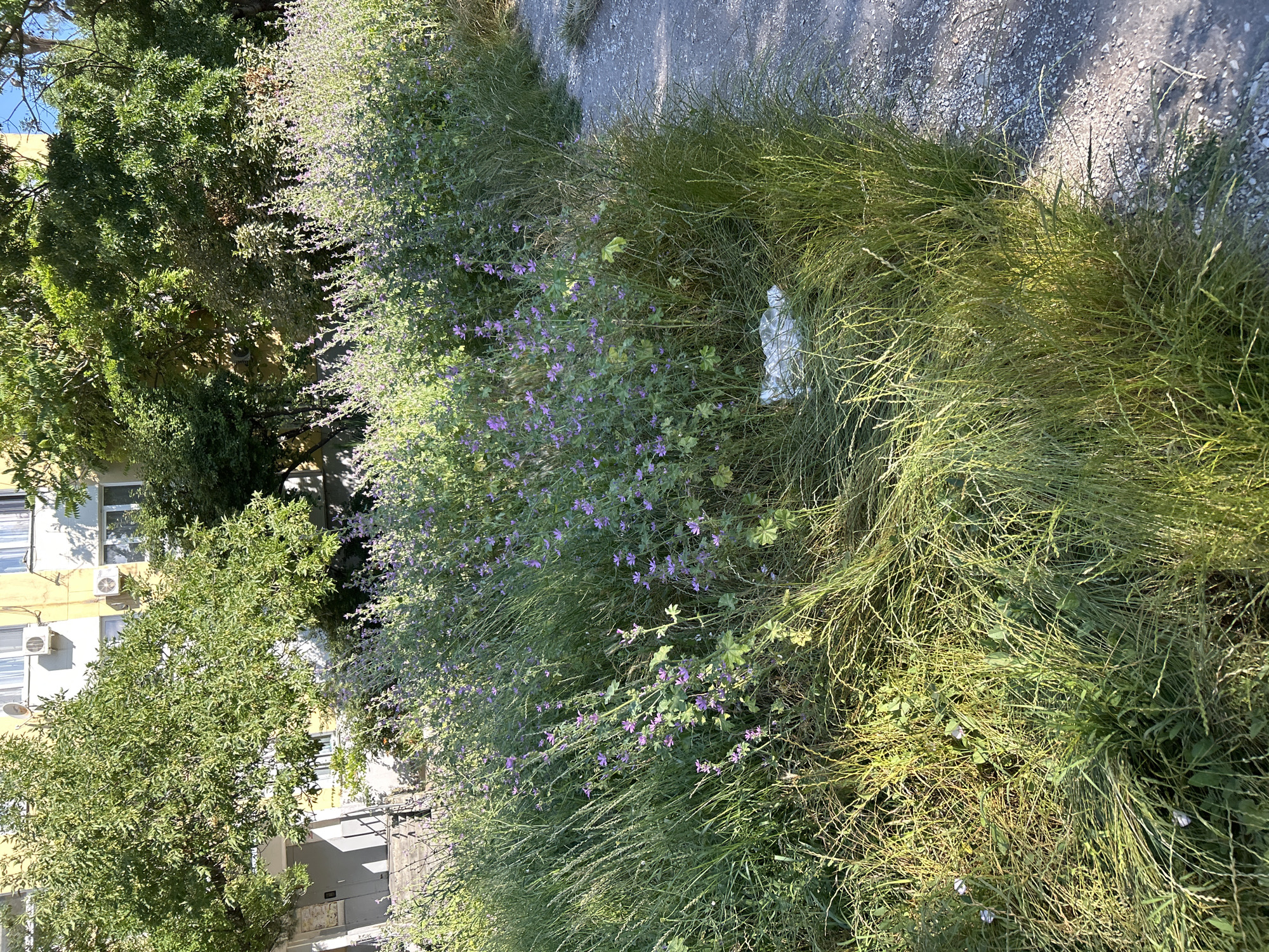 The image depicts an overgrown area next to a building in Gelendzhik, Russia. A dense patch of wild grass and flowering plants, many with small purple blossoms, occupies the foreground and extends to the right. The grass is tall and appears dry in some areas, with sunlight casting distinct shadows. A crumpled white object, possibly litter, is visible amongst the vegetation on the right side of the frame.
In the background, a building with a light-colored facade, likely yellow and white, is partially visible. Several windows and outdoor air conditioning units are attached to its exterior. A large, leafy green tree is positioned between the building and the flowering plants, its branches extending over the scene. Sunlight suggests it is daytime, and the clear sky implies fair weather. The overall impression is one of natural overgrowth encroaching on a semi-urban environment. No people are visible in the image.