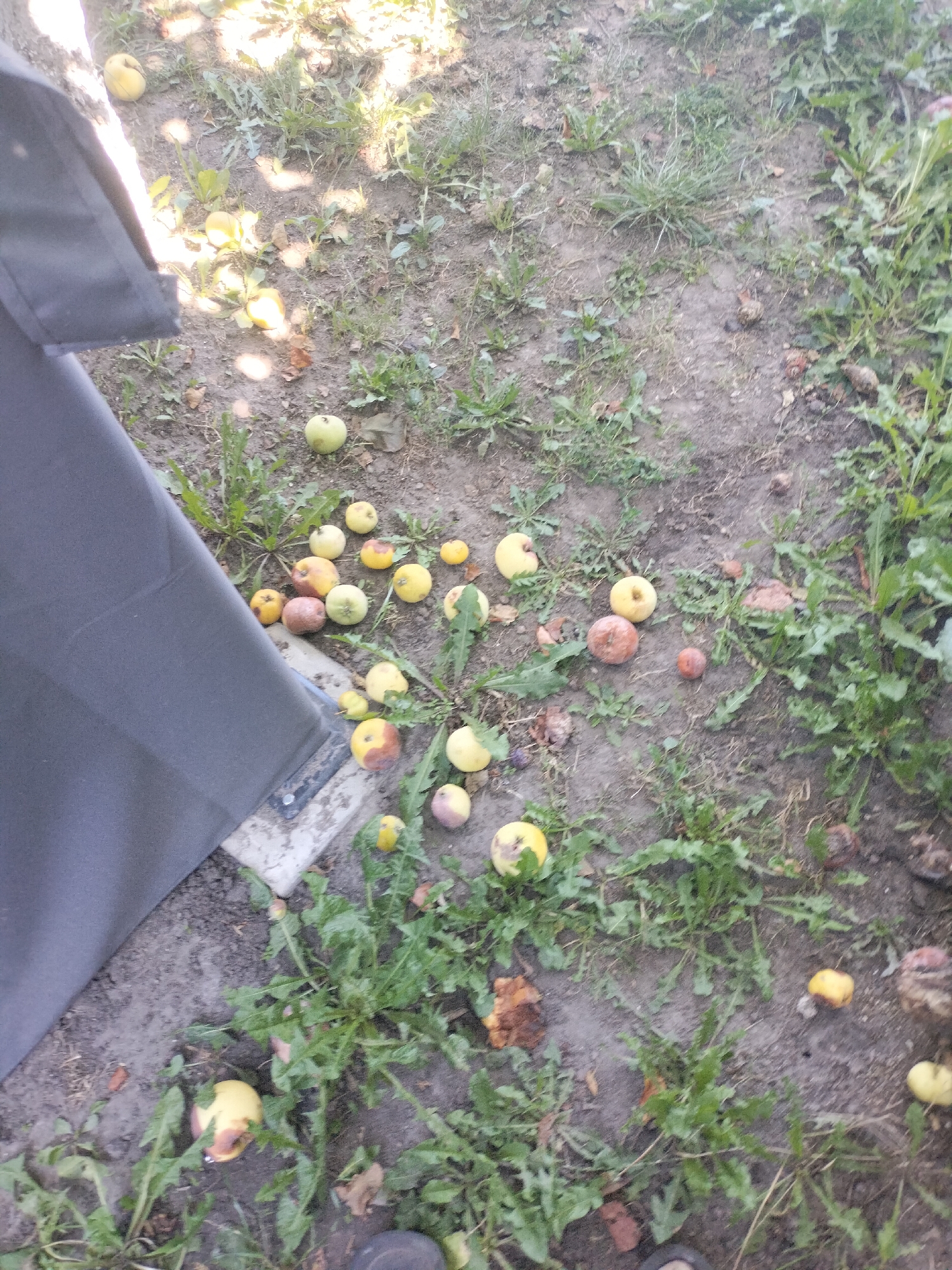 The image depicts a patch of ground with scattered fallen apples, some of which show signs of decay or damage. The ground is a mix of soil and sparse green vegetation, with some dried leaves and debris present. A large, dark gray object, possibly a tarpaulin or awning, occupies the left side of the frame, casting a shadow. The lighting suggests an outdoor setting, possibly a garden or yard, with dappled sunlight filtering through overhead. The scene appears to be an uncultivated area, given the presence of weeds and the unkempt nature of the ground cover. The apples vary in color, ranging from yellow to reddish-brown, and some are partially crushed or decomposing. The overall impression is one of natural decay and the passage of time. There are no visible people or animals in the image. The location in the city of Zhytomyr, Ukraine, is not visually discernible from the provided image.