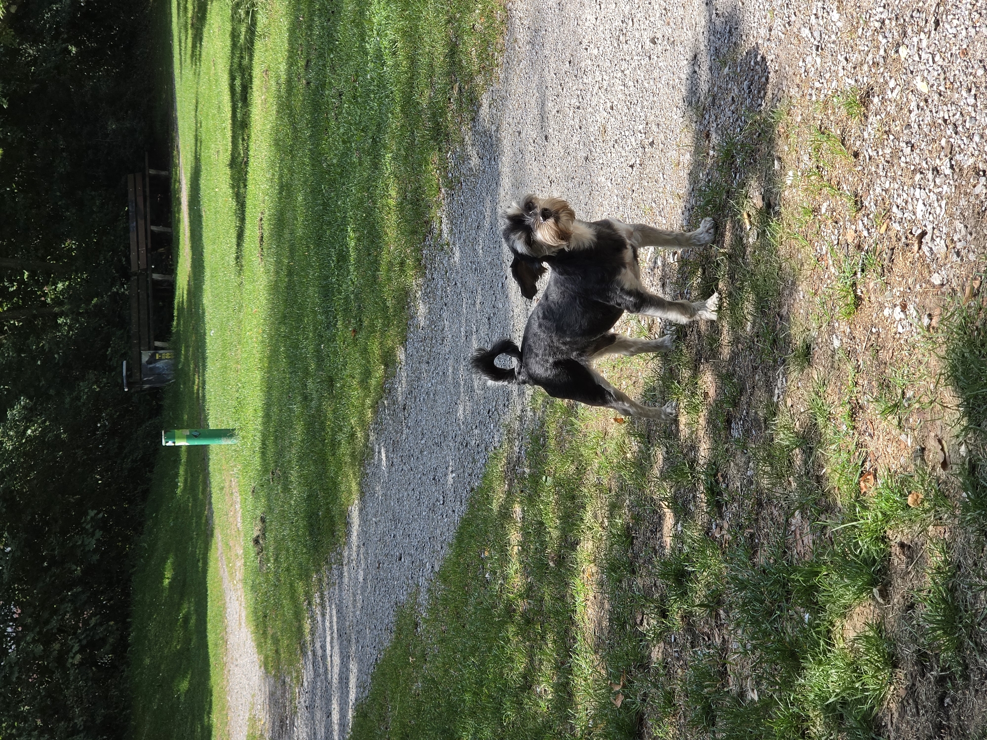 The image shows a medium-sized dog with black and gray fur and a bushy tail standing on a gravel path. The dog is facing forward with its ears perked up and its mouth slightly open. The path is surrounded by green grass and trees. In the background, there are two wooden benches and a green post. The scene appears to be a park or a recreational area.