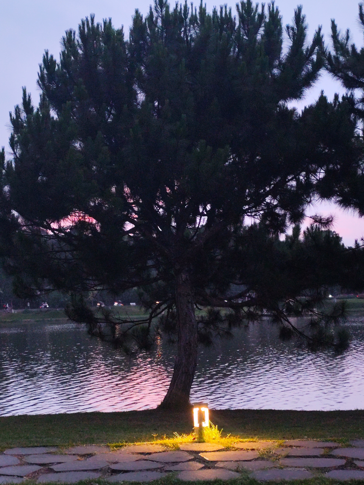 The image depicts a tranquil twilight scene by a lake, with a large, dark coniferous tree dominating the foreground. The tree, likely a pine, stands prominently with its dense, needle-like foliage and sturdy trunk silhouetted against the dimming sky.
The sky, visible through and above the tree's branches, transitions from a pale blue-purple at the top to soft pink and orange hues closer to the horizon, suggesting either sunset or sunrise, though the overall dimness points to twilight. The calm surface of the lake, situated directly behind the tree, beautifully reflects these subtle sky colors, showing ripples of purples, pinks, and blues.
On the far bank of the lake, blurry lights and indistinct silhouettes are visible, hinting at a distant urban or park area, possibly with people or vehicles, but no clear activity or figures are discernible.
In the immediate foreground, a patch of green grass meets a pathway constructed from irregularly shaped stone pavers. A modern, rectangular outdoor lamp, emitting a warm yellow glow, is positioned on the grass beside the path, near the base of the tree. Its light illuminates the surrounding grass and the edge of the pathway, creating a focal point of warmth against the cool evening tones.
The scene conveys a peaceful and serene atmosphere, characteristic of early evening in a natural setting, possibly a park or lakeside promenade in Da Lat, Vietnam. No visible text is present in the image.