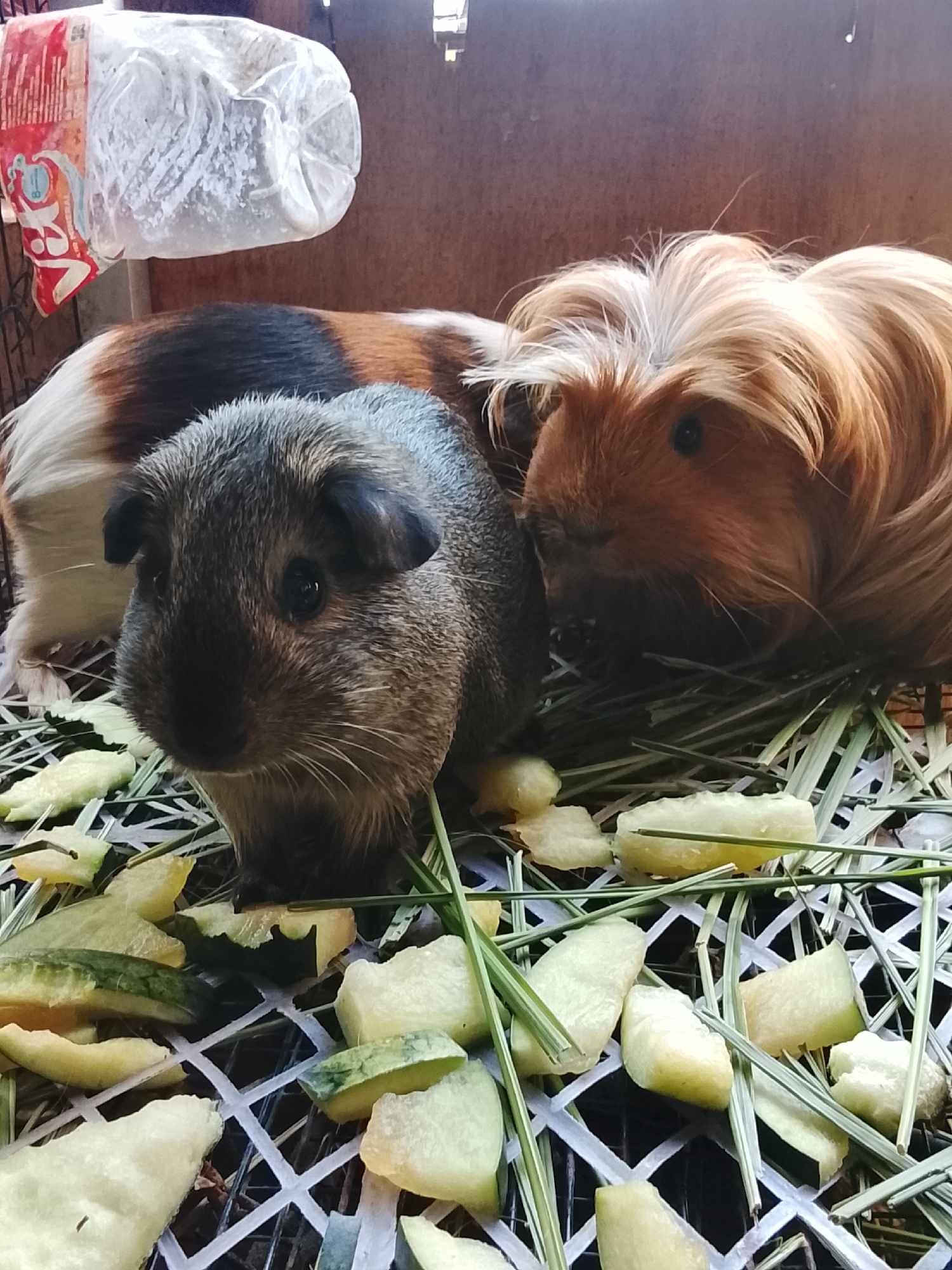 This is a close-up, eye-level, outdoor shot of two guinea pigs in a cage. The guinea pig in the foreground is dark gray and facing the camera, with its nose and whiskers prominent. Behind it, and slightly to the right, is a second guinea pig with long, ginger-colored fur, facing to the left. The guinea pigs are resting on a bed of hay and what appears to be chopped pieces of cucumber, which are scattered across a white grid floor. In the upper left corner, a clear plastic water bottle with a red and white label is visible, hanging into the cage. The background is a plain brown surface. The lighting suggests it is daytime, with light casting shadows. The location in Blang Cut, Indonesia, is not visually evident from the image itself.