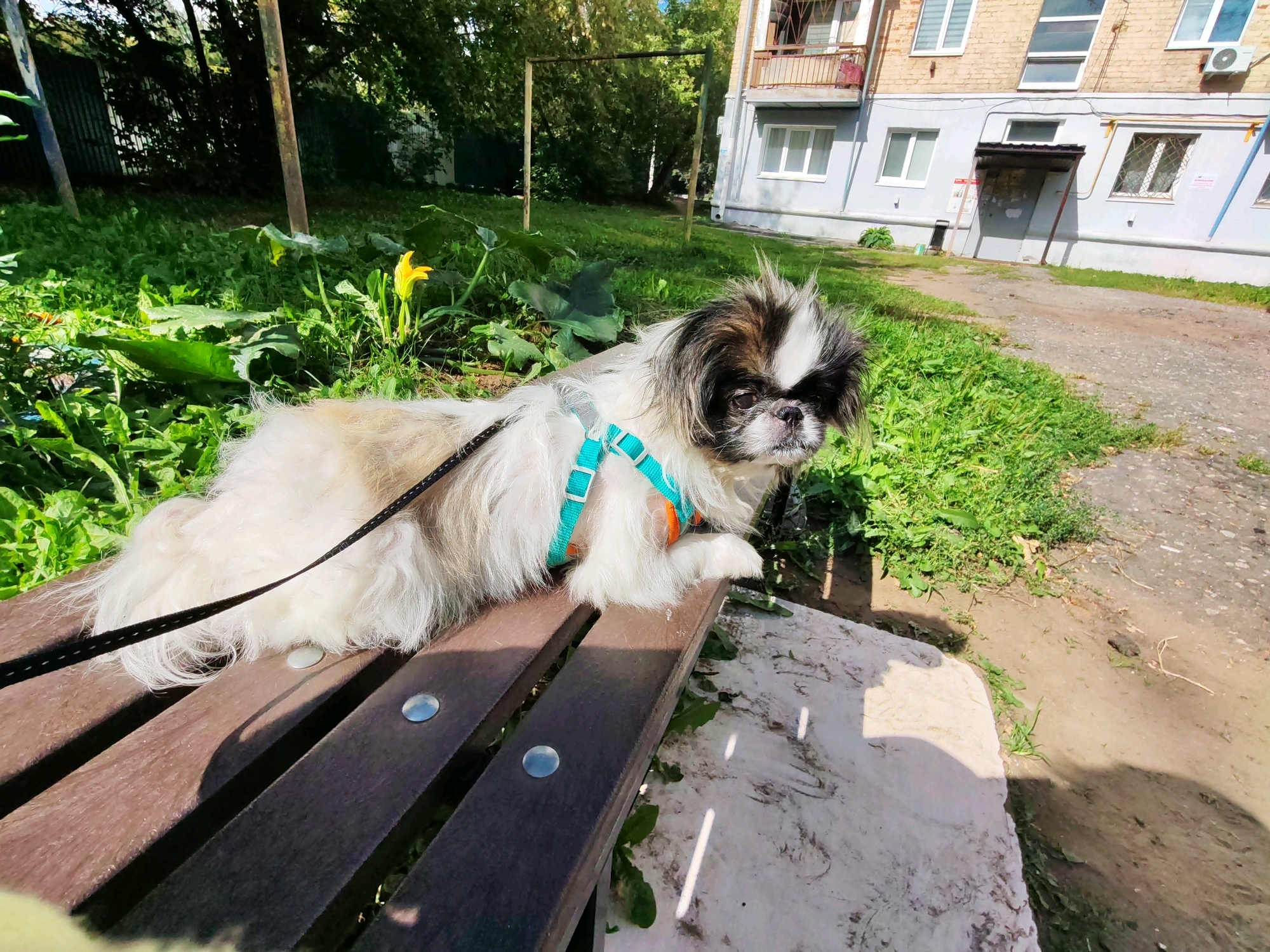 An ornamental Pekingese dog, white with black and tan markings, is resting on a wooden park bench. The dog is wearing a teal and orange harness. The bench is situated in an outdoor area with green grass and foliage. In the background, a multi-story brick building with windows and balconies is visible, along with trees and a metal structure resembling playground equipment. The ground is a mixture of dirt and gravel. This scene is likely located in a residential courtyard in Izhevsk, Russia, given the typical architecture and urban green spaces found there. The lighting suggests it is daytime, possibly late morning or early afternoon, with sunlight casting shadows.