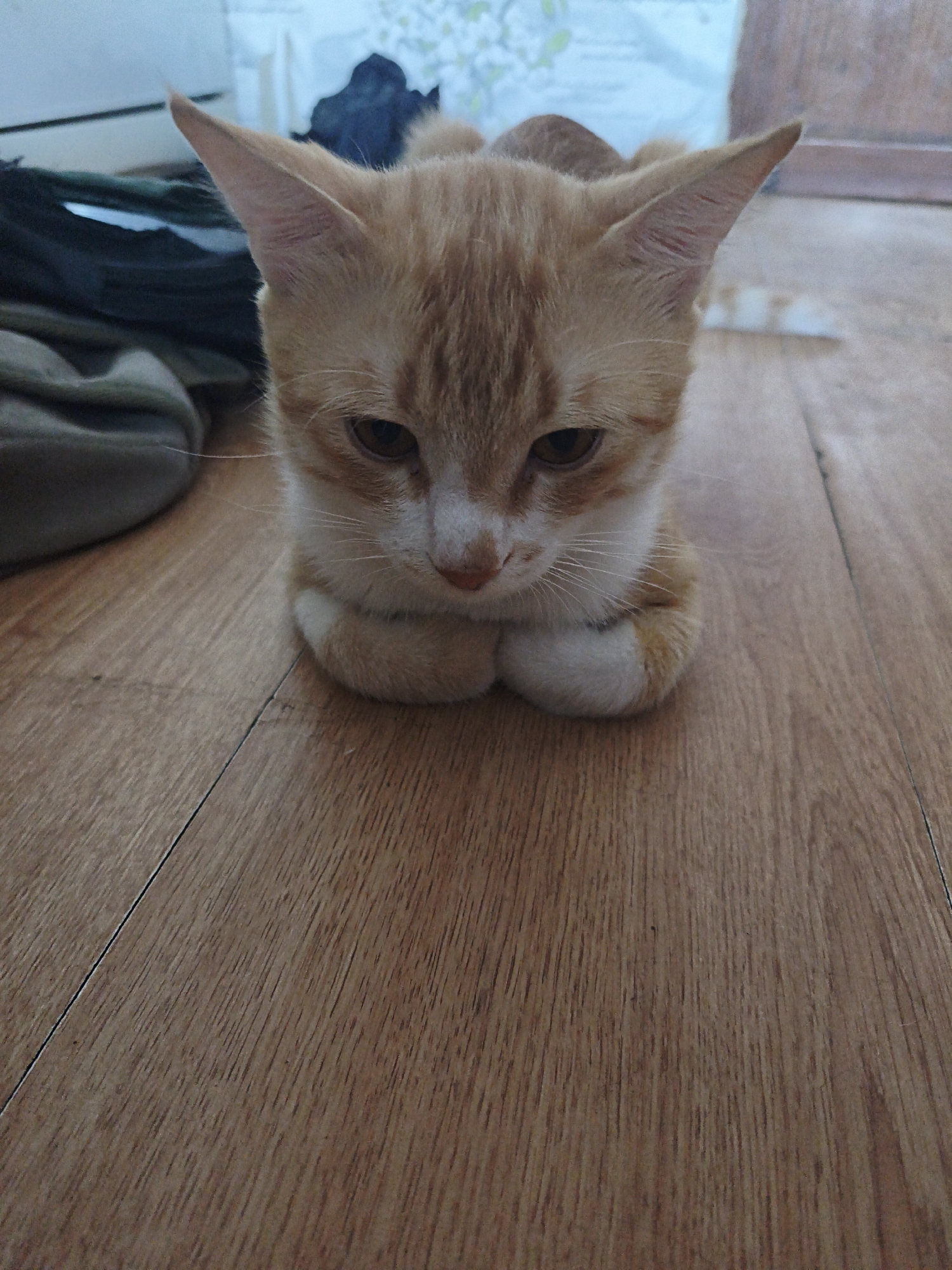 A ginger and white kitten is resting on a wooden floor. The kitten is facing forward, with its paws tucked underneath its body. Its ears are pointed upwards, and its eyes are partially closed. Behind the kitten, to the left, is a pile of dark-colored fabric, possibly a bag or clothing. The floor is made of light brown wooden planks, with visible grain lines and a dark seam running between two planks in the foreground. The background is out of focus, showing a light blue wall or curtain with some indistinct shapes. The scene appears to be indoors, in a residential setting.