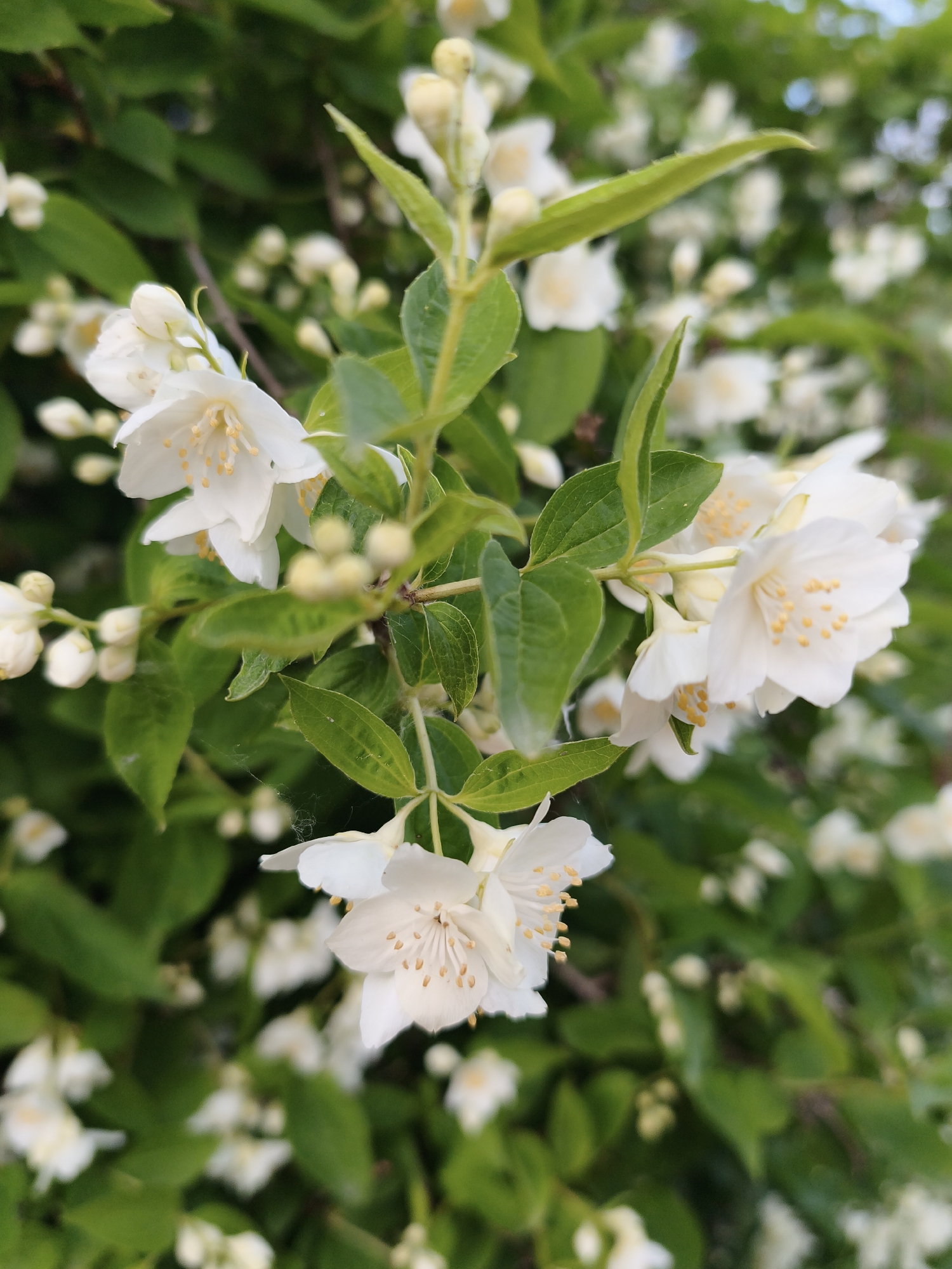 The image shows a close-up view of white jasmine flowers and green leaves. The flowers have delicate petals and yellow stamens. Some of the flowers are in full bloom, while others are still buds. The background is filled with more flowers and leaves, creating a soft, blurred effect. The lighting suggests it might be daytime, with natural light illuminating the scene. There are no people or animals visible in the image. The scene appears to be an outdoor garden or park, with the foliage suggesting a natural setting. The image does not provide any specific information about the city of Brodi, Latvia, or any events taking place there.