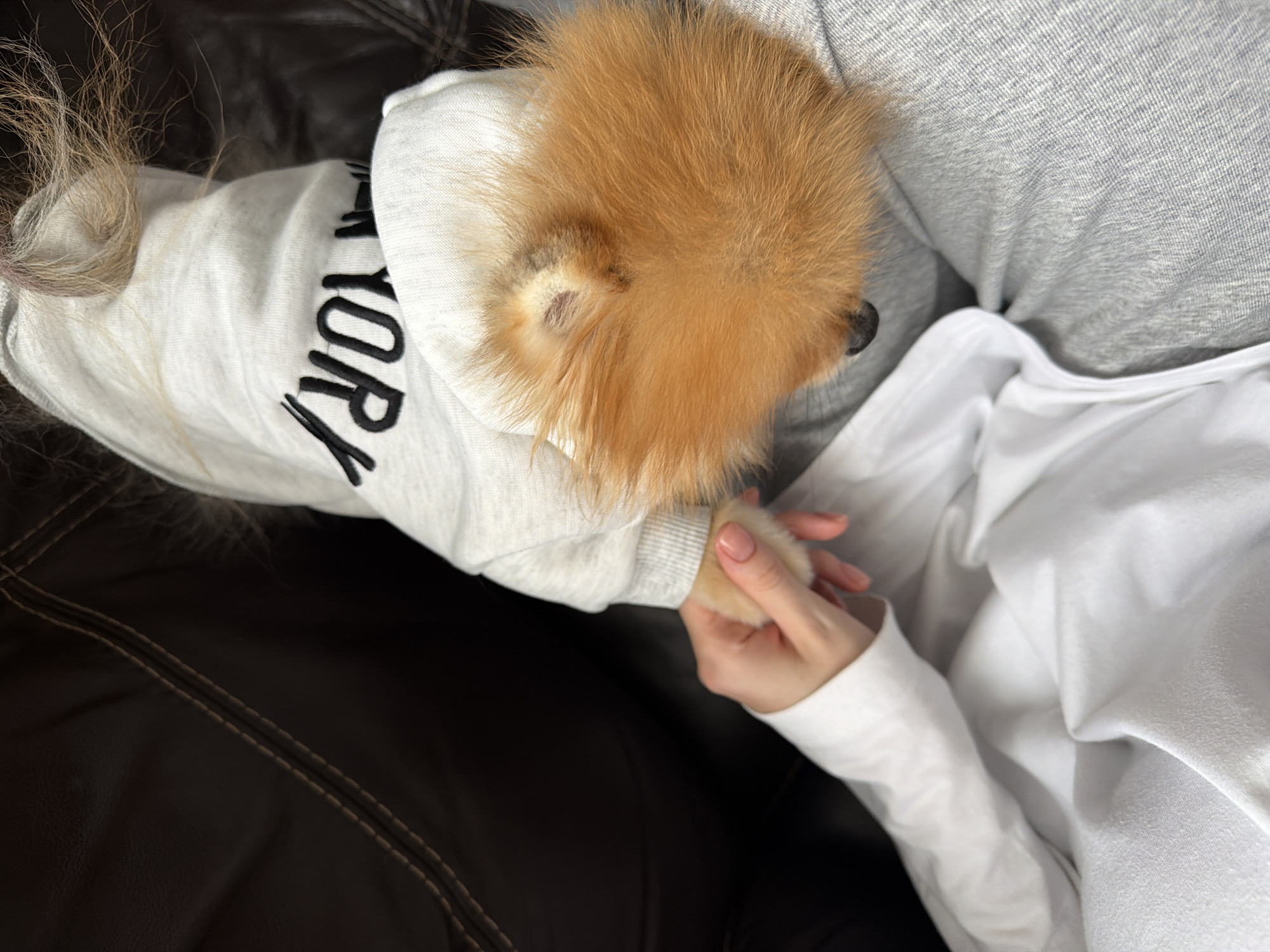 A high-angle shot shows a person holding the paw of a Pomeranian dog. The person is wearing a white long-sleeved shirt and gray sweatpants, and their hand is holding the dog's paw. The dog is wearing a gray hooded sweatshirt with the word "YORK" printed on it. The background consists of a dark brown leather couch. The location in Khimki, Russia is not evident from the image.
