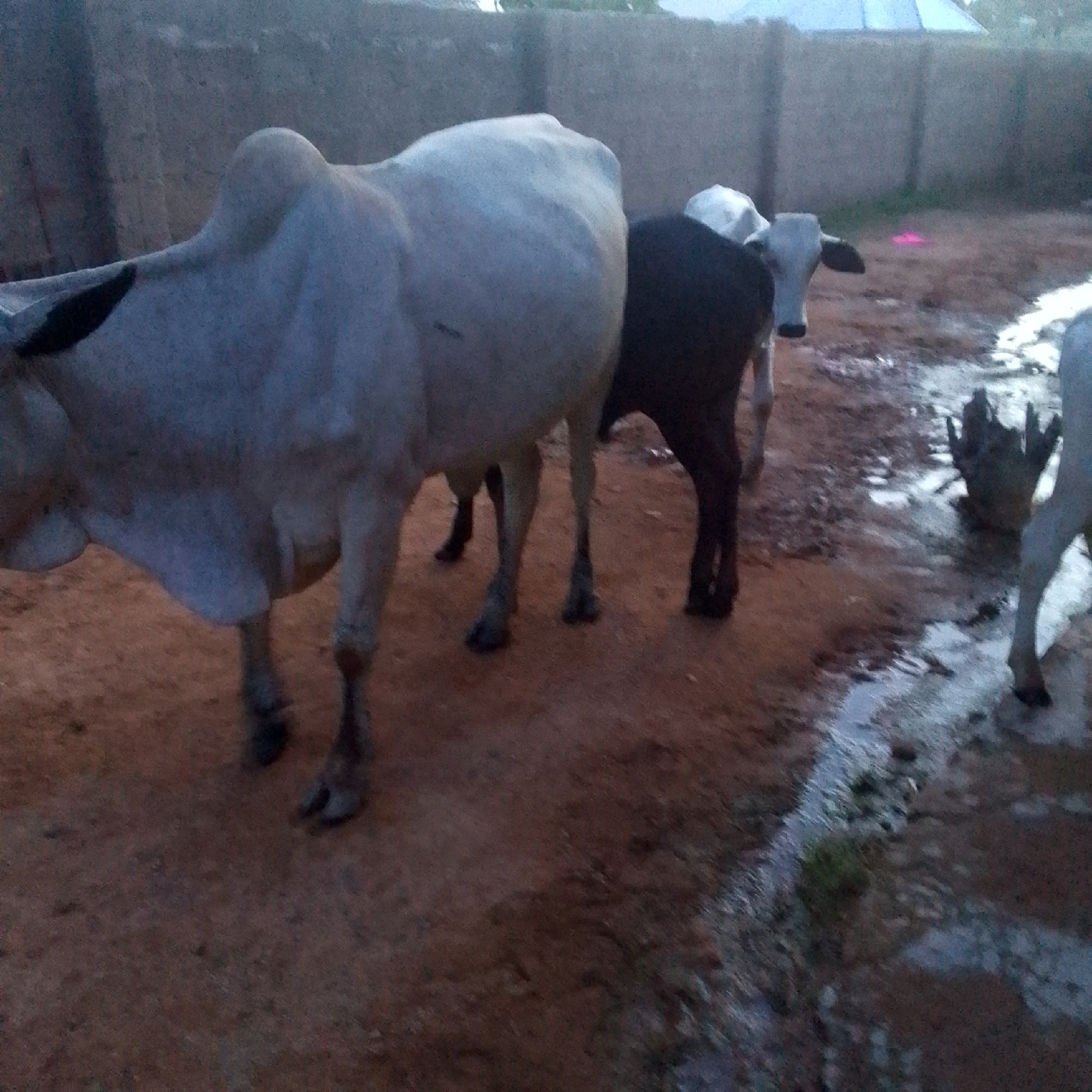 An outdoor, ground-level, medium-shot captures three cattle standing on a dirt ground in what appears to be a rural or semi-rural setting. The cattle are a mixture of light-colored and dark-colored, with one prominent light-colored cow in the foreground, facing left. Its body is large, with a visible hump on its back, and its legs are thick and sturdy. To its right, a dark-colored cow stands, partially obscuring the light-colored cow. Its head is turned towards the left, and its body is lean. Further to the right, a third cow, light in color, is visible, with its head and upper body showing. The ground is a reddish-brown dirt, with patches of wetness and a small stream of water running through it. A roughly constructed wall made of concrete blocks runs along the background, with hints of structures and vegetation beyond it. The lighting suggests it is either early morning or late evening, with a dim, diffused light. The image has a slightly grainy quality, common in older or low-resolution photography. There are no people visible in the scene.