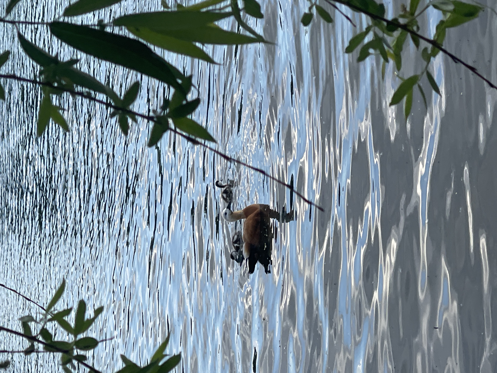 A tan and black duck is swimming in the water. There are branches with green leaves hanging over the water. The water is reflecting the sky.