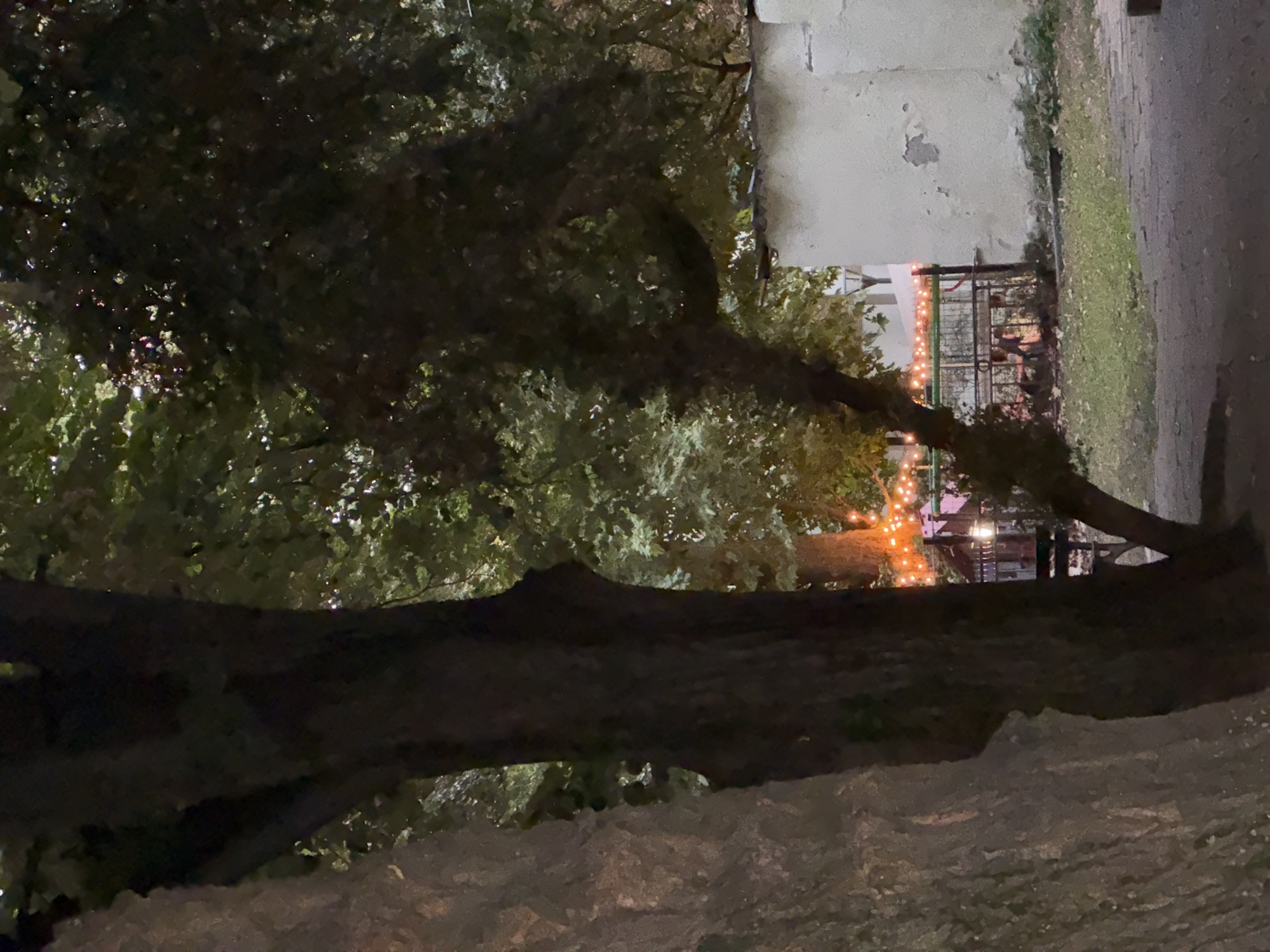 This photograph captures a nighttime scene in Plovdiv, Bulgaria, likely in a park or courtyard area. Dominating the foreground are the dark, textured trunks of mature trees, their foliage a dense canopy of green and shadow. In the background, a low, weathered wall of a building, painted in a pale, mottled color, stands to the right. Beyond the trees and the wall, a series of warm, orange-toned string lights are visible, strung across what appears to be a fence or railing. These lights create a festive or decorative ambiance. The ground is a mix of rough pavement and patchy grass. The overall impression is one of an outdoor space illuminated by artificial light, with natural elements of trees and foliage prominently featured.
