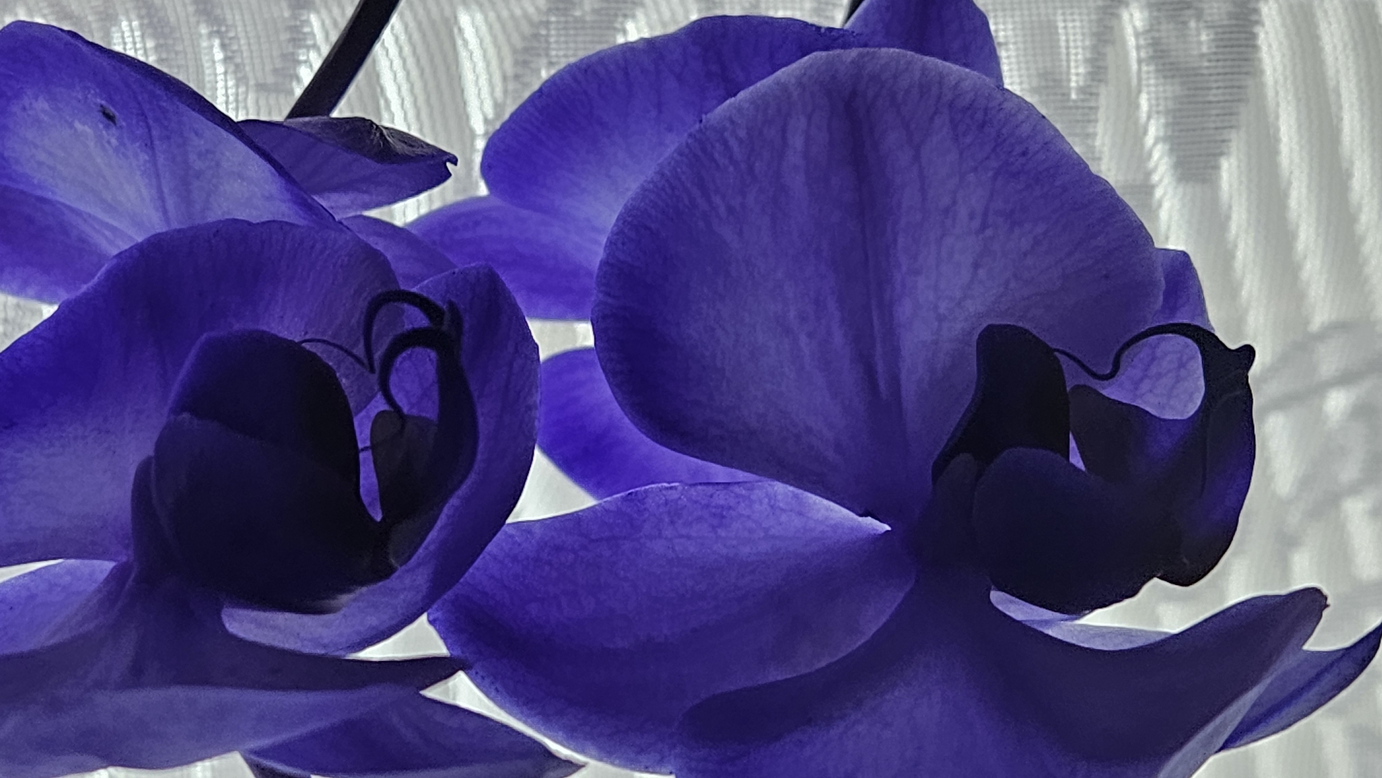 A close-up, high-angle, vertical shot showcases the vibrant purple petals of two orchids against a blurred, textured background that appears to be a white curtain or sheer fabric. The lighting emphasizes the translucent quality of the petals, revealing delicate veins and subtle color variations. The focal point is the intricate structure of the orchid blossoms, with deep shadows highlighting their curves and folds. One orchid hangs from the top left of the frame, while another is positioned below and to the right, partially overlapping. The overall impression is one of ethereal beauty and delicate detail. This image does not contain any identifiable landmarks or elements that would place it in a specific city, including Bratislava, Slovakia.