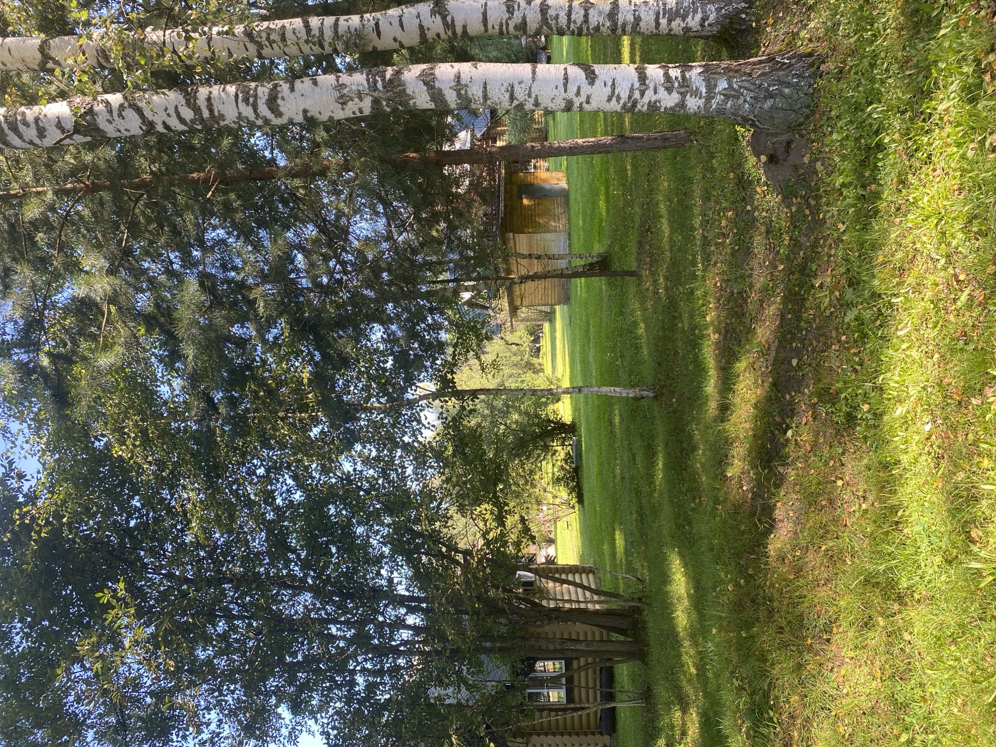 The image depicts a sun-dappled, grassy clearing surrounded by trees, suggesting a rural or park-like setting. In the background, two small wooden structures are visible, resembling rustic cabins or sheds. One on the left appears to be a dwelling with windows, constructed from logs. The other, to the right, is a simpler, rectangular wooden building with a door and a window. The trees are a mix of deciduous and coniferous varieties, with several prominent birch trees with white, peeling bark in the foreground on the right. The grass is green and well-maintained, with scattered fallen leaves. Sunlight casts shadows across the lawn, indicating a bright, possibly late afternoon, day. No people are present in the image. The scene evokes a sense of tranquility and nature, consistent with a location like Chulis, Russia, known for its natural landscapes.