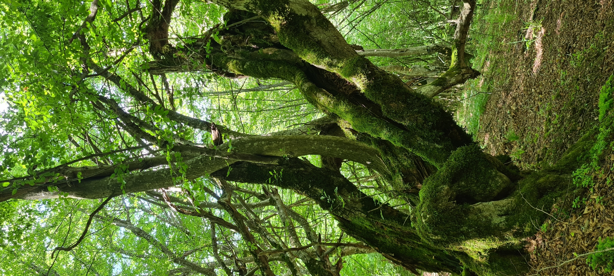 The image shows a close-up view of a large, old tree with thick, gnarled branches heavily covered in vibrant green moss. The tree is situated in a forest setting, with lush green leaves forming a dense canopy overhead, dappled sunlight filtering through. The ground is covered with fallen leaves and some smaller green plants. The overall impression is one of an ancient, overgrown, and slightly mystical forest environment. The location is identified as the city of Lopian, Bulgaria. No people or specific actions are depicted.