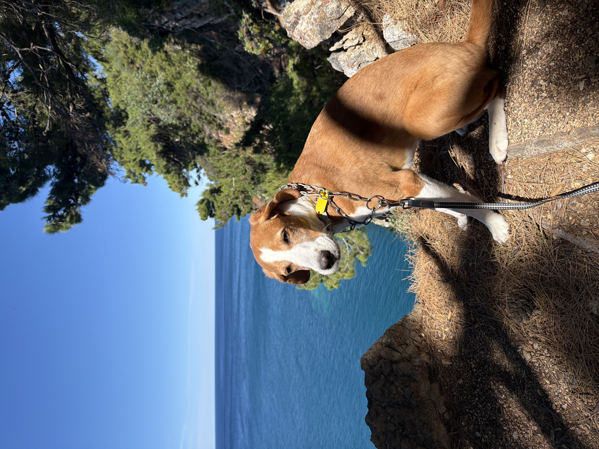 A medium-sized, brown and white dog stands near the edge of a cliff in Petrovac centar, Montenegro. The dog wears a metal chain collar with a yellow tag, attached to a black and white leash. The background shows a clear blue sky and deep blue sea. The foreground consists of the rocky cliff edge covered with pine needles and interspersed with green vegetation and trees.