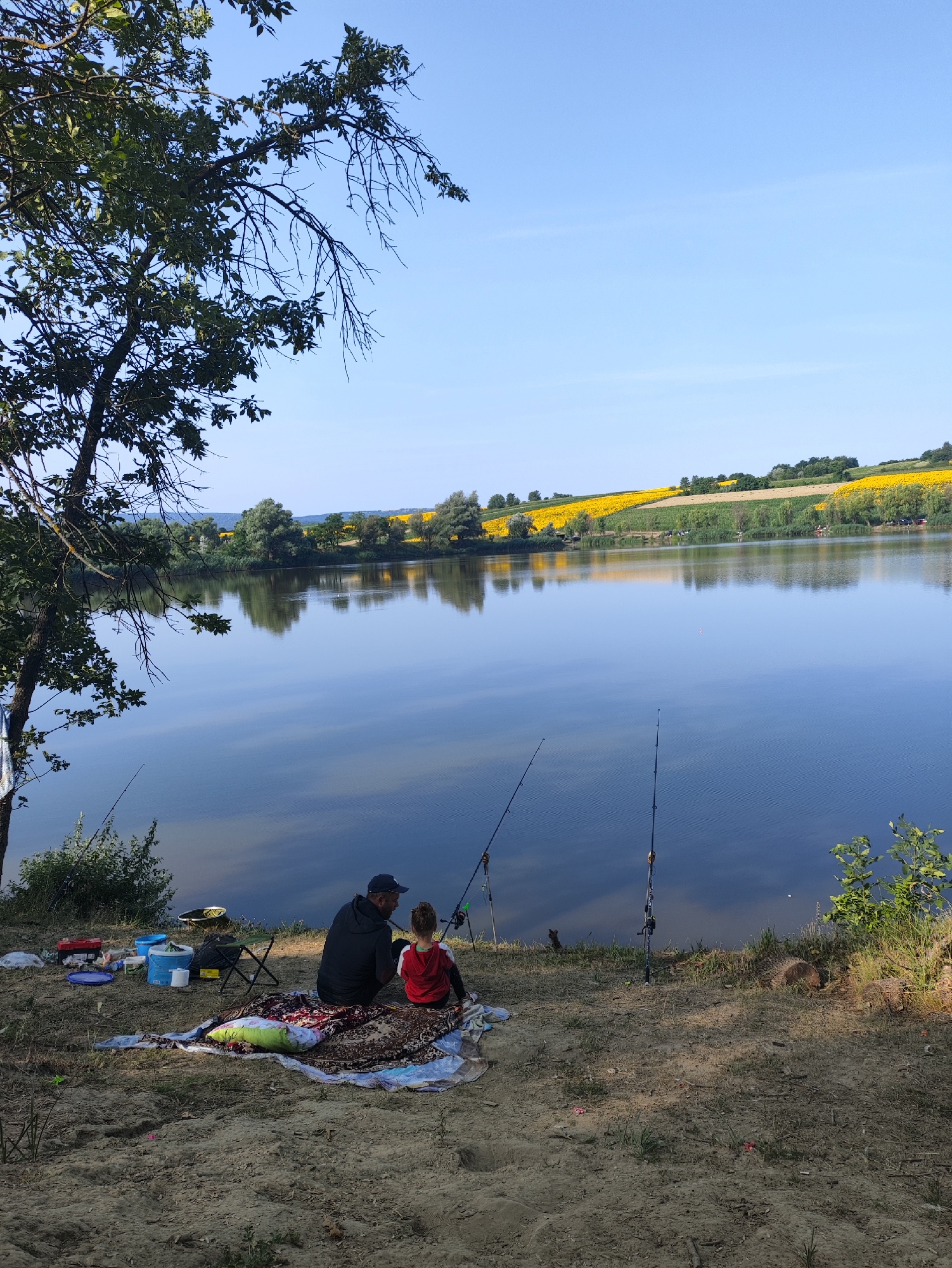 The image depicts a serene waterside scene in Găleștii Noi, Moldova, on a clear, sunny day. In the foreground, two figures, an adult and a child, are seated on a blanket near the edge of a calm lake, facing away from the camera. They appear to be engaged in fishing, with several fishing rods planted in the ground nearby. The shoreline is sandy and dry, with some sparse vegetation. Various fishing equipment, including buckets, containers, and a small stool, are scattered around the blanket. The lake's surface reflects the sky and the lush green trees lining the opposite bank. Beyond the trees, a vibrant field of yellow sunflowers stretches across a rolling hillside, creating a striking contrast against the blue sky. The overall atmosphere is one of peaceful outdoor recreation.
