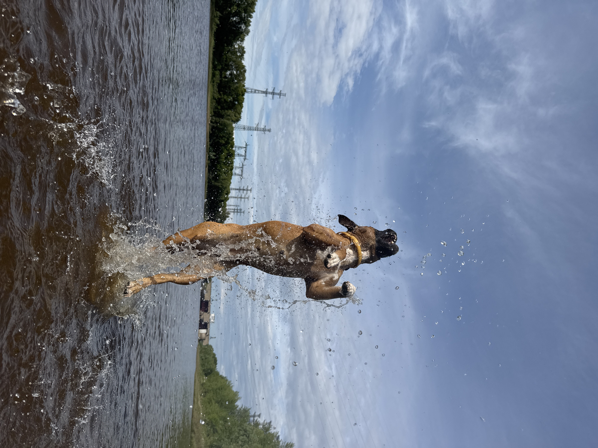A brown boxer dog with a yellow collar is captured mid-air, jumping out of dark, rippling water. Water splashes dramatically around the dog, indicating it has just emerged from or is diving into the water. The dog's mouth is open, and its ears are back, suggesting exertion or excitement. In the background, a line of lush green trees borders the water. Beyond the trees, tall electrical towers and lines are visible against a bright blue sky filled with scattered, wispy clouds. The overall impression is a dynamic snapshot of a dog enjoying an energetic moment outdoors, likely during daylight hours due to the bright sky. The image orientation is rotated 90 degrees counter-clockwise.