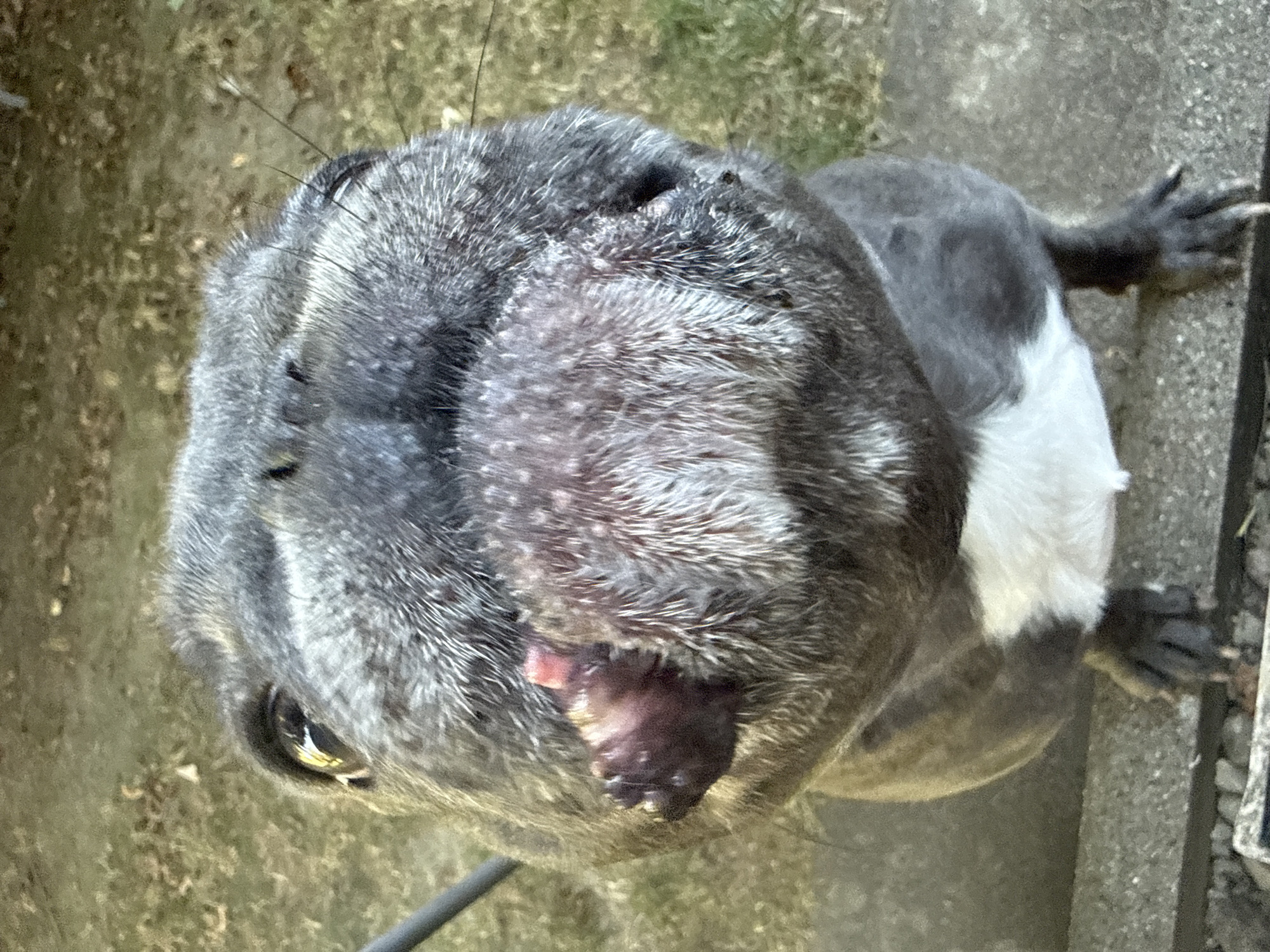 A French Bulldog, with gray and white fur, sits on a concrete ledge outdoors. Its face is very close to the camera, with its dark eyes looking upwards and to the left. The dog's mouth is partially open, revealing a pinkish mass within. The background consists of green grass and some fallen leaves, suggesting an outdoor setting, possibly in a garden or park. The lighting indicates it is daytime. The specific location in Bad Sachsa, Germany cannot be determined from the image alone.