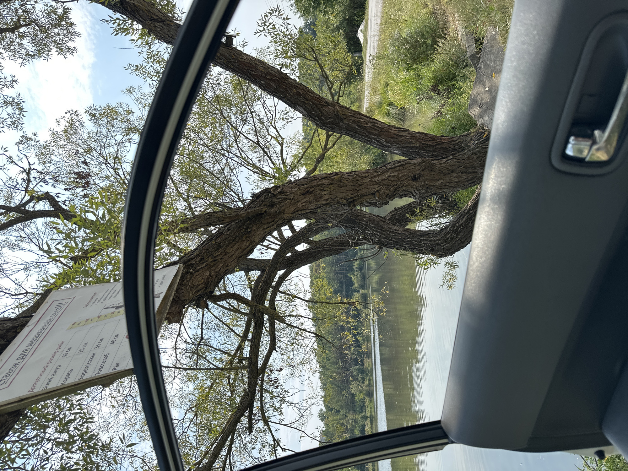The image shows a view from inside a vehicle looking out at a natural scene. In the foreground, the dark gray interior of a car door is visible, including a silver door handle. Through the open car window, a large tree with rough bark and multiple branches dominates the mid-ground. The tree's branches extend upwards and to the right, with green leaves. A sign is attached to the tree, displaying text in Cyrillic script, with measurements in centimeters. To the left of the tree, a body of water, likely a lake or river, reflects the sky and surrounding trees. The water appears calm with subtle ripples. In the background, a dense line of green trees forms a forest. Beyond the water and trees, a clear sky with some white clouds is visible. The overall environment suggests a rural or natural setting, possibly a park or a lakeside area in Makiv, Ukraine.