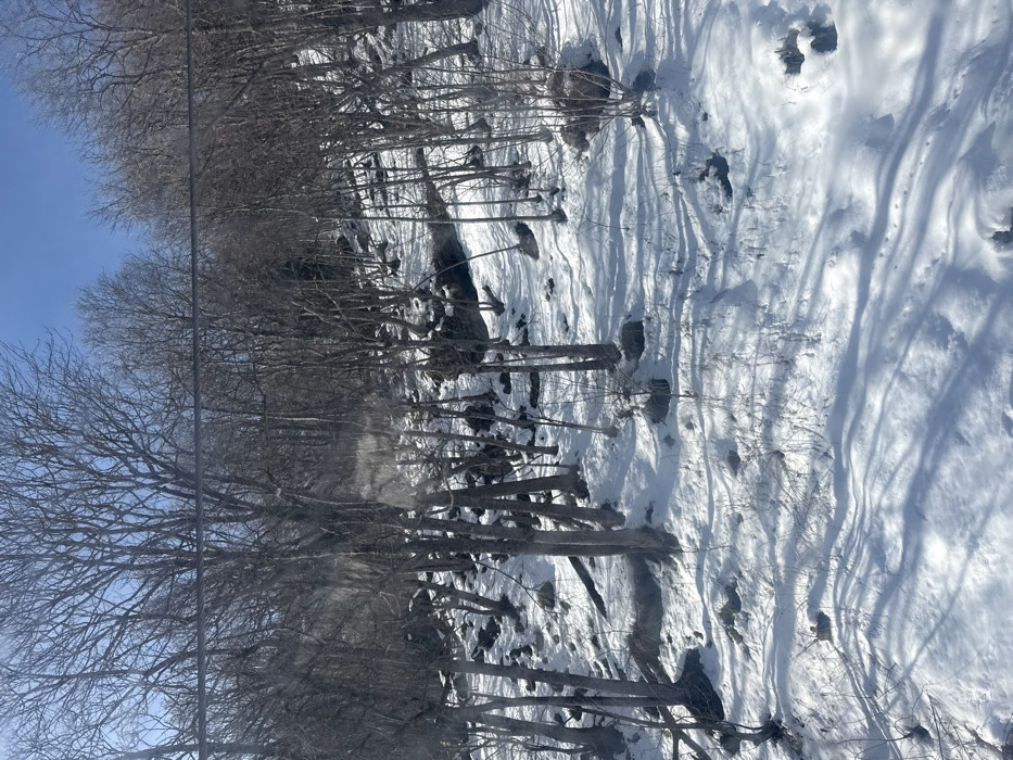 This image presents a serene winter landscape located in Alagna Valsesia, Italy, under a bright, clear blue sky. The scene is dominated by a dense array of deciduous trees, mostly bare of leaves, with their intricate branch patterns stretching across the frame.
The ground is heavily blanketed in pristine white snow, which reflects the bright sunshine. Long, distinct shadows of the trees are cast across the snow, indicating a clear, sunny day, likely morning or early afternoon. These shadows add depth and texture to the snowy terrain, revealing subtle contours of the ground. Through the snow, darker patches of rocks or exposed earth are visible. A narrow, dark stream or creek, possibly partially frozen, winds horizontally through the mid-ground of the snow-covered area, adding a dynamic element to the otherwise static scene.
No people or animals are visible, contributing to the quiet and untouched feel of the natural environment. The overall atmosphere is one of cold tranquility and the stark beauty of a winter forest. A faint, thin horizontal line, possibly a power line or a reflection/scratch on the camera's lens or window, can be seen traversing the upper portion of the image. There is no visible text in the media file.