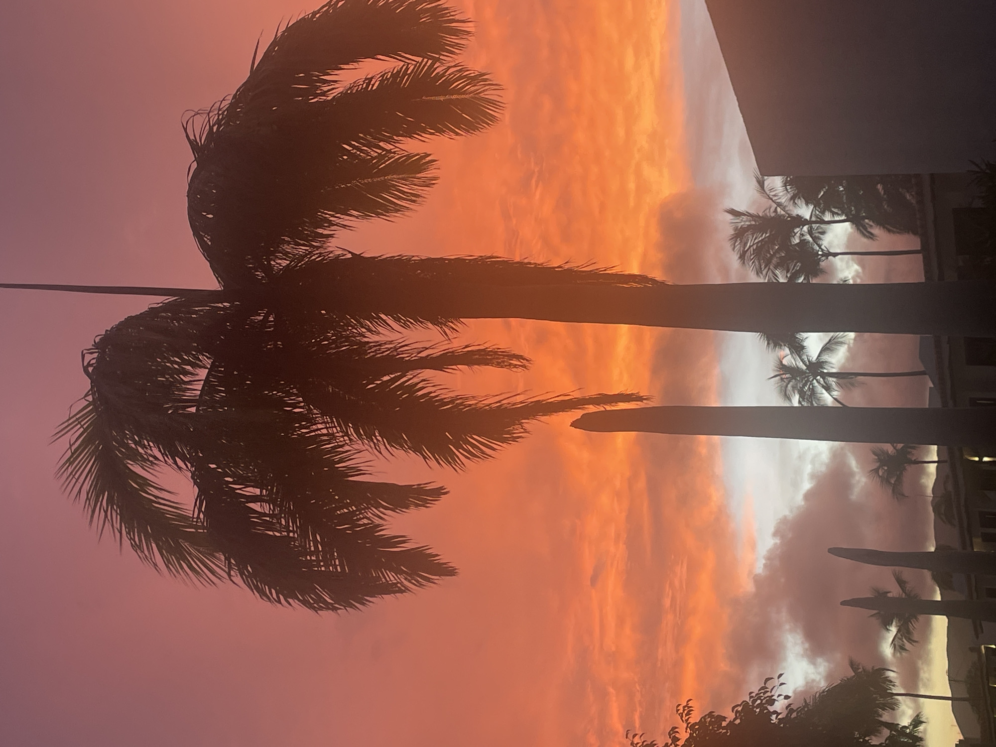 A vibrant sunset paints the sky in hues of pink and orange over Porlamar, Venezuela. Silhouetted palm trees dominate the foreground, their fronds fanned out against the dramatic backdrop. In the mid-ground, the tops of buildings and more palm trees are visible, also rendered in silhouette. The overall impression is one of tropical tranquility at the end of the day.
