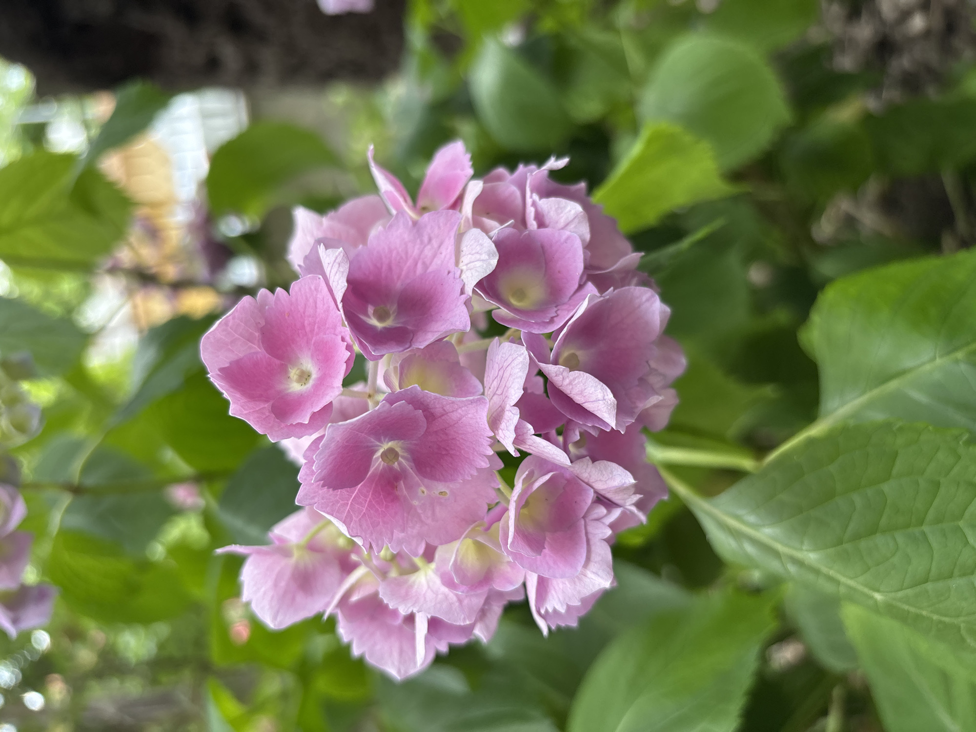 A cluster of delicate pink hydrangea blossoms is captured in a close-up shot, set against a backdrop of lush green leaves. The flowers, in various stages of bloom, exhibit ruffled petals with subtle veins and a soft, almost translucent texture. Some of the individual florets are a lighter shade of pink, almost white, at their centers, adding depth and dimension to the overall composition. The surrounding leaves are a vibrant green, with some showing a slightly glossy sheen. The background is softly blurred, suggesting an outdoor setting, possibly a garden or park in Montana, Bulgaria. The lighting is natural, casting a gentle illumination on the subject, and the focus is sharp on the hydrangea, drawing the viewer's eye to its intricate beauty. The image appears to have been taken during daylight hours. There are no people or animals visible in the frame. The overall impression is one of natural beauty and tranquility.