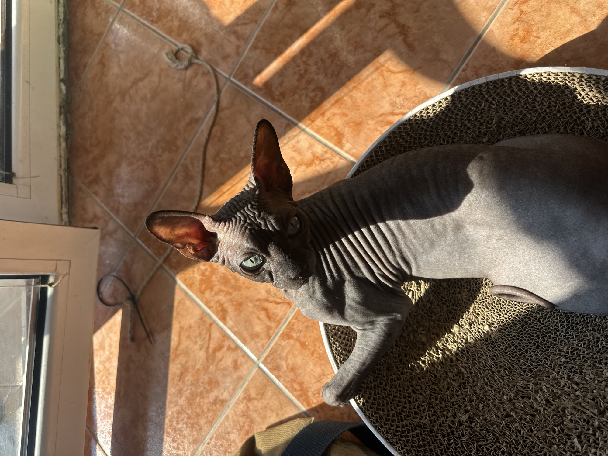 A hairless cat, likely a Sphynx, is lying on a corrugated cardboard scratcher, bathed in warm sunlight. The cat's skin is wrinkled, and its large ears are pointed upwards. Its eyes are a striking blue-green color, and it is looking towards the camera. The cat is lying on its side, with its paws extended. The scratcher is round and has a textured surface.
The scene appears to be indoors, possibly near a window or door, as evidenced by the light and shadow patterns on the tiled floor. The tiles are a warm, earthy orange color and laid in a diamond pattern. A thin, dark cord is visible on the floor, tied in a loop. The sunlight creates strong diagonal shadows across the floor and the cat. The overall mood is peaceful and relaxed, with the cat appearing comfortable and content in the sunbeam. The setting suggests a residential interior in Budva, Montenegro, perhaps a balcony or sunroom given the tiling and natural light. No text is visible in the image.