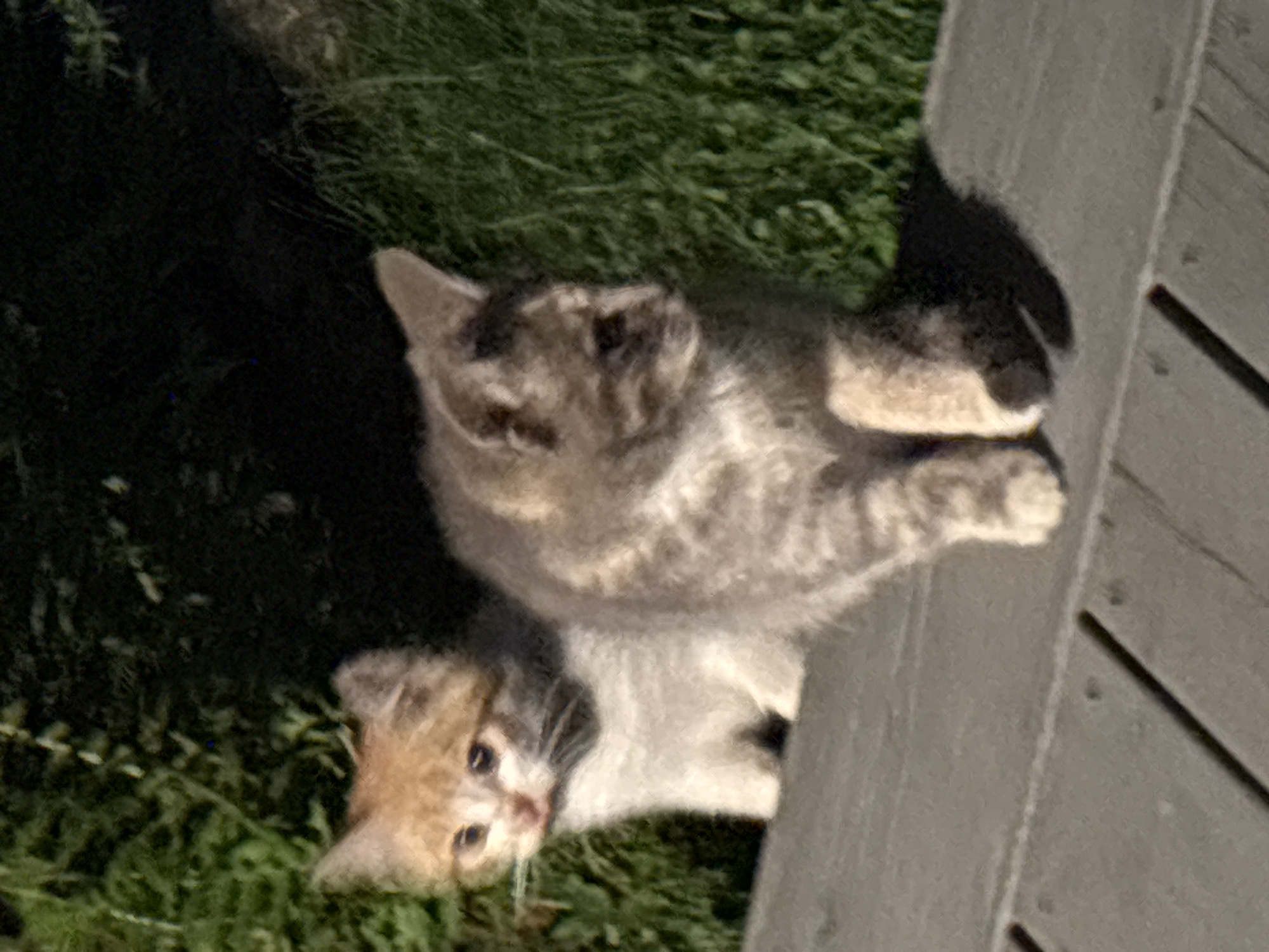 Two kittens are on a wooden surface outdoors. The kitten on the left is light orange and white, facing left and looking towards the camera. The kitten on the right is grey and tabby, facing right with its head turned slightly towards the camera. Behind them is a dark green, out-of-focus background with some grass. The image is dark, suggesting it was taken at dusk or night. There are no people present.
