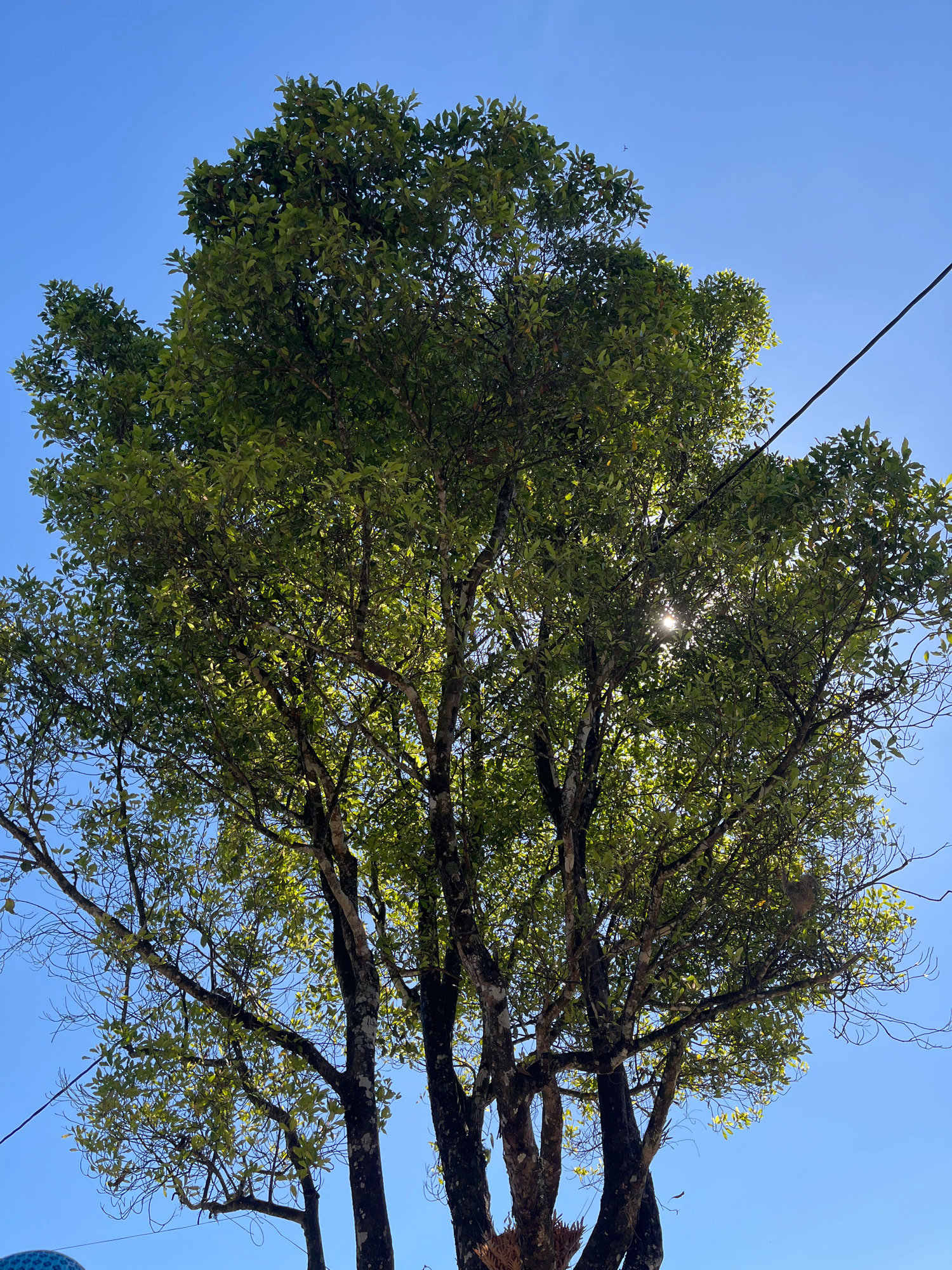 The image depicts a large, leafy tree against a clear blue sky. The sun is visible through the canopy, creating a dappled light effect. A power line runs diagonally across the upper right portion of the frame. The tree has a thick trunk and numerous branches covered in green leaves. The lower left corner of the image shows a glimpse of a blue object with a patterned surface, possibly part of a hat or umbrella. The scene appears to be outdoors, likely in a location with sunshine and a clear sky. The specific location in the city of Tomblo, Indonesia, is not discernible from the visual information provided in the image.
