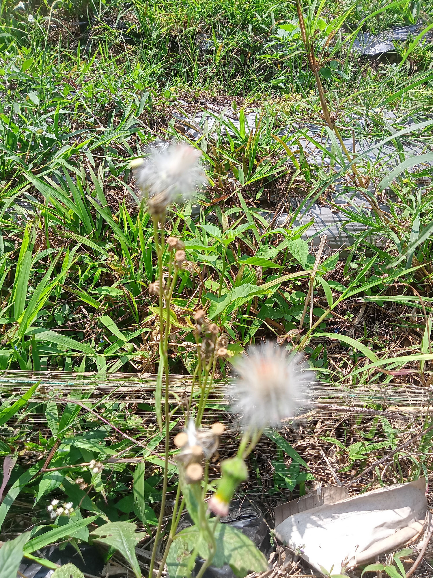 A close-up, eye-level shot captures a natural scene with an emphasis on flora. The foreground features two dandelion-like seed heads, one in sharp focus and the other slightly blurred, with thin stems and green buds. In the background, a dense layer of various green grasses and plants is visible, interspersed with dry vegetation and twigs. A woven wire mesh lies horizontally across the mid-ground, partially obscured by the foliage. The overall environment suggests an outdoor setting, possibly a field or overgrown area, located in the city of Ngadirojo, Indonesia. No people or animals are present in the frame. The lighting indicates it is daytime.