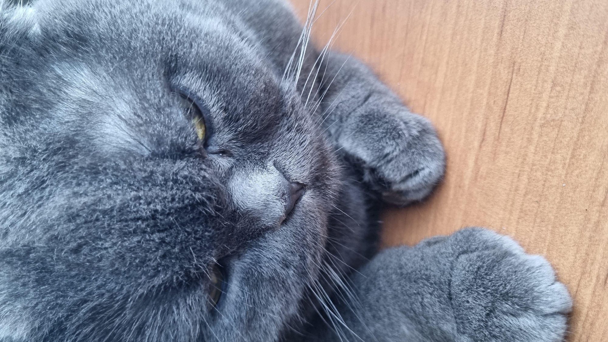 The image is a close-up, eye-level shot of a gray cat, likely a British Shorthair, resting on a wooden surface. The cat's eyes are partially closed, giving it a sleepy or contemplative expression. Its fur is dense and short, with a subtle gradient of gray tones. The cat's paws are visible, tucked close to its body, and its whiskers are spread out. The background is a warm-toned wooden table or floor, with visible grain patterns. The lighting is soft, highlighting the texture of the cat's fur and the subtle details of its face. There is no indication of a specific location within Vysokoe, Russia, as the image focuses solely on the animal and its immediate surroundings.