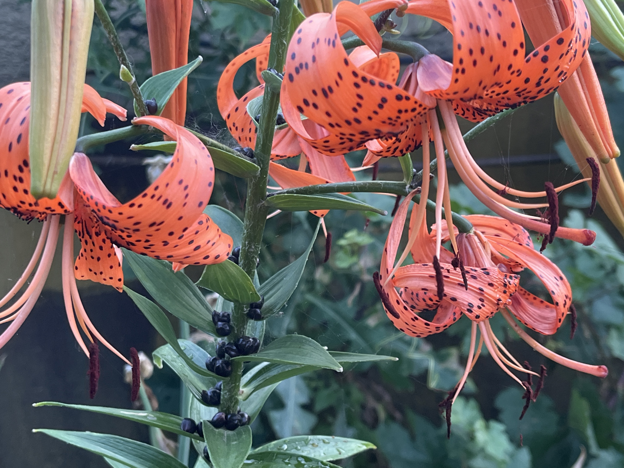 The image shows a cluster of blooming tiger lilies with their characteristic orange petals and black spots. The flowers are in various stages of bloom, with some fully open and others still in bud. The stamens and pistils of the flowers are visible, as are the green leaves and stems. Several small, dark buds or seed pods are clustered along the stems. The background is a blur of green foliage, suggesting an outdoor garden setting. There are no people or any indication of human activity visible in the image. The image is a close-up, detailed shot of the flowers and their immediate surroundings. There is no specific location in Krasnyye Barrikady, Russia, identified in the image.