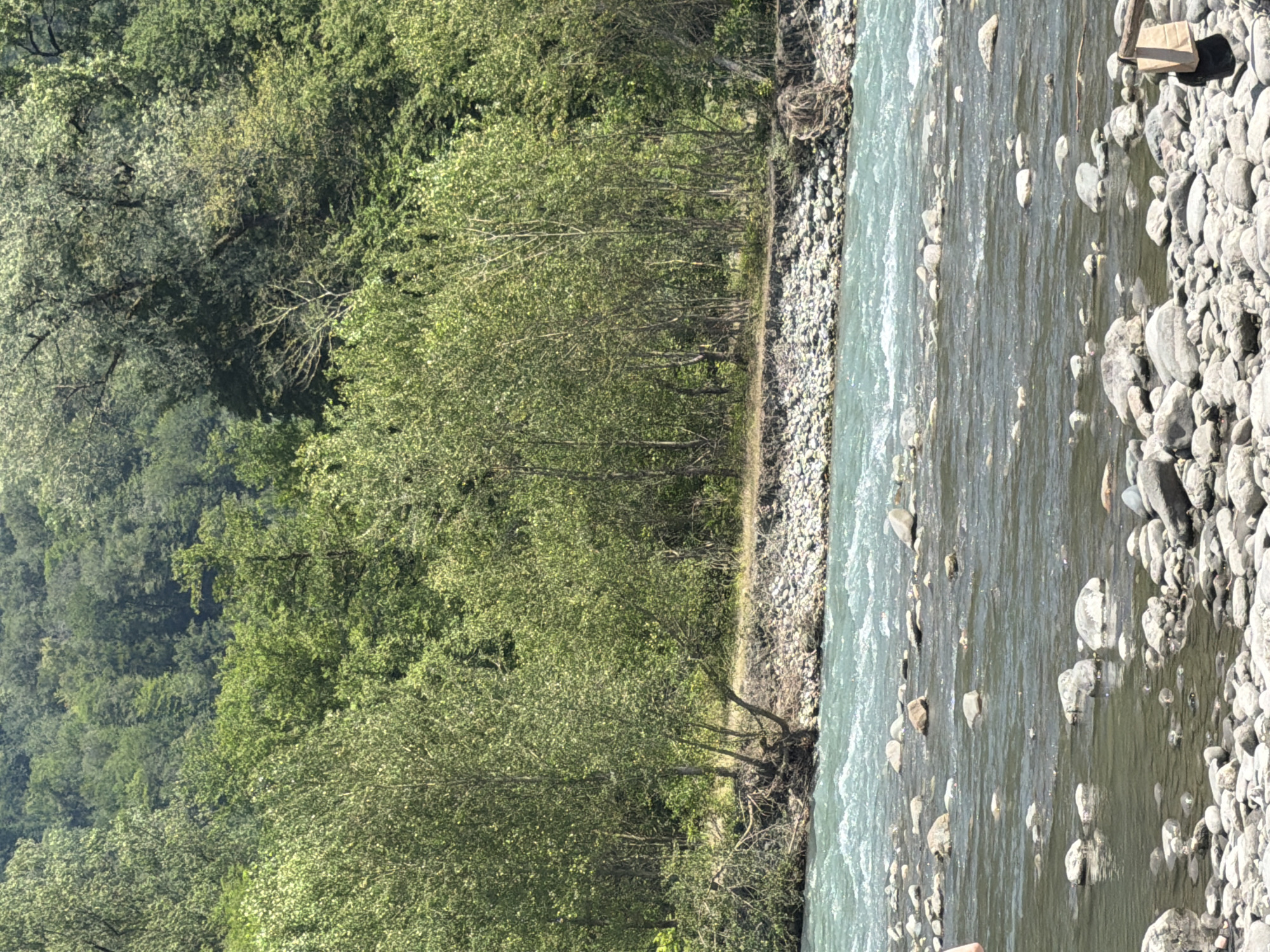 A wide, shallow river flows through a rocky riverbed, with lush green trees lining the far bank. The water is a clear, bright turquoise and appears to be moving swiftly. The riverbank is covered in smooth, grey and white stones. In the foreground, the riverbed is also stony, with many rocks visible just below the surface of the water. The trees on the far bank are dense and varied, with different shades of green indicating a mix of deciduous and coniferous species. Sunlight dapples through the leaves, creating a vibrant, natural scene. The image captures a serene, natural landscape in Adlerskiy, Russia.