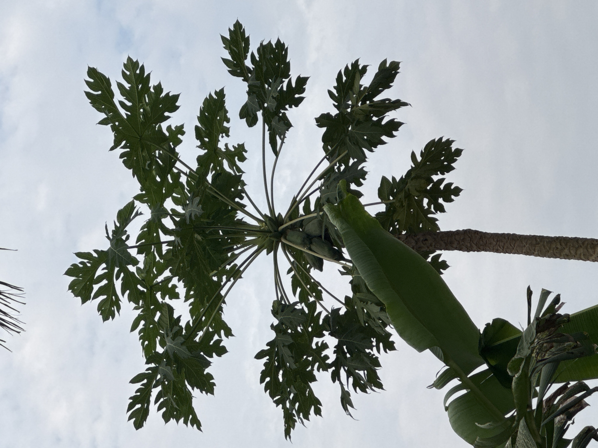 The image shows a low-angle view looking up into the canopy of a papaya tree, identifiable by its distinctive palmate leaves. The sky is overcast with light clouds. Adjacent to the papaya tree are banana leaves, indicating tropical vegetation. The location is inferred to be in Oboama, Nigeria, based on the prompt. No people or explicit actions are visible. The interaction is solely between the plants and the environment. The environment appears to be a garden or cultivated area with diverse tropical flora.