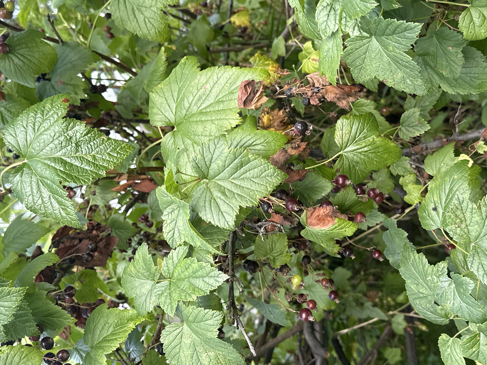 This is a close-up, eye-level, outdoor photograph of a black currant bush in Petropavlovsk-Kamchatsky, Russia. The bush is laden with ripening black currants, some of which are dark purple-black and others are still green. The leaves of the bush are a vibrant green, with some showing signs of drying and browning, particularly around the edges. The background is a blur of green foliage and branches, suggesting a densely planted area or garden. There are no people or animals visible in the image. The lighting is soft and diffused, indicating an overcast day or shaded location. The focus is sharp on the leaves and berries in the foreground.