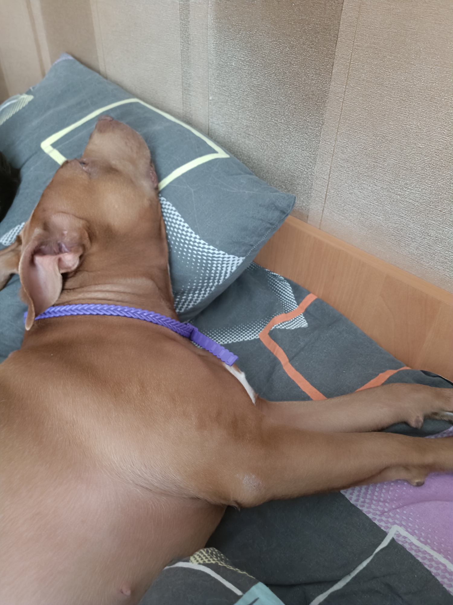 A brown dog with large ears is sleeping on a bed. The dog is lying on its side, facing away from the camera. Its head is resting on a gray pillow with a geometric pattern. The dog is wearing a purple braided collar. The bed is covered with a gray and orange patterned blanket. The background shows a textured beige wall. The scene appears to be indoors, and the lighting suggests it could be daytime. The dog looks peaceful and relaxed. There is no visible text in the image.